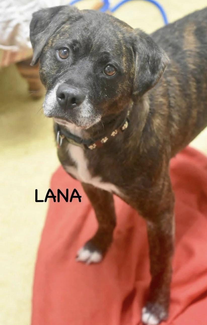 Enlarge LANA, a ADOPTABLE mixed breed in Bowling Green, OH image 5/5