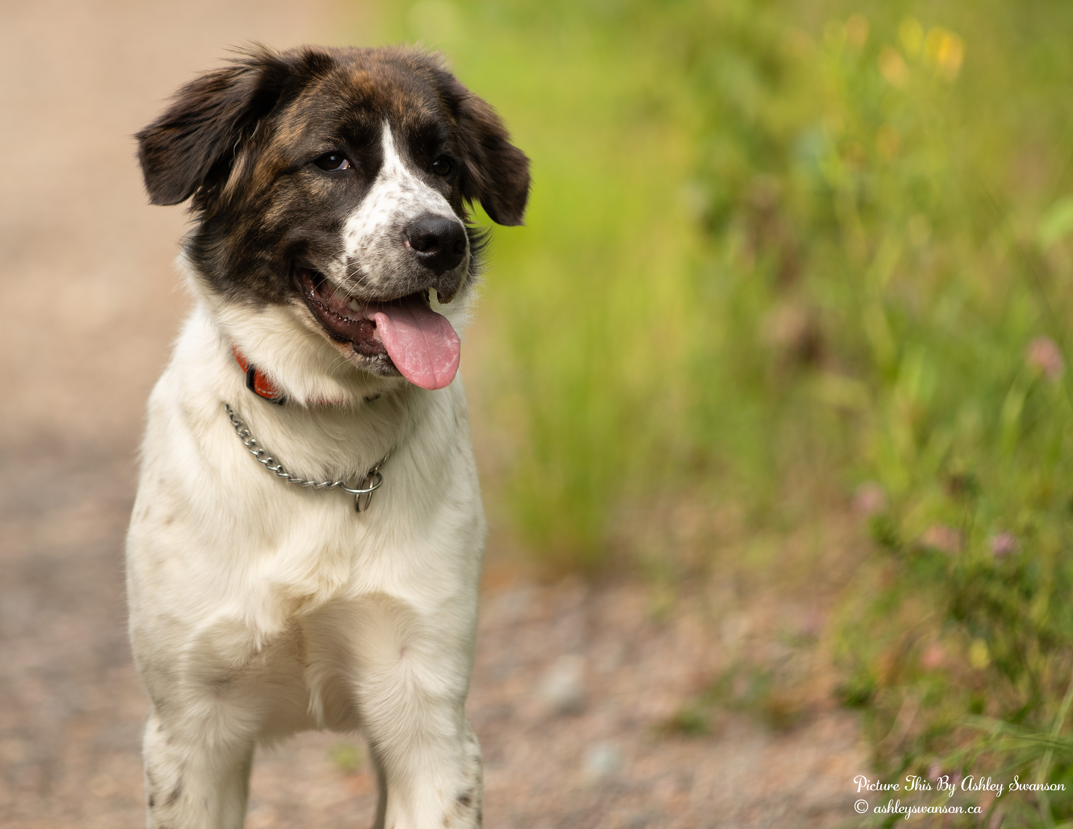 Matilda, an adoptable Great Pyrenees in Kirkland Lake, ON, P2N 1S7 | Photo Image 3