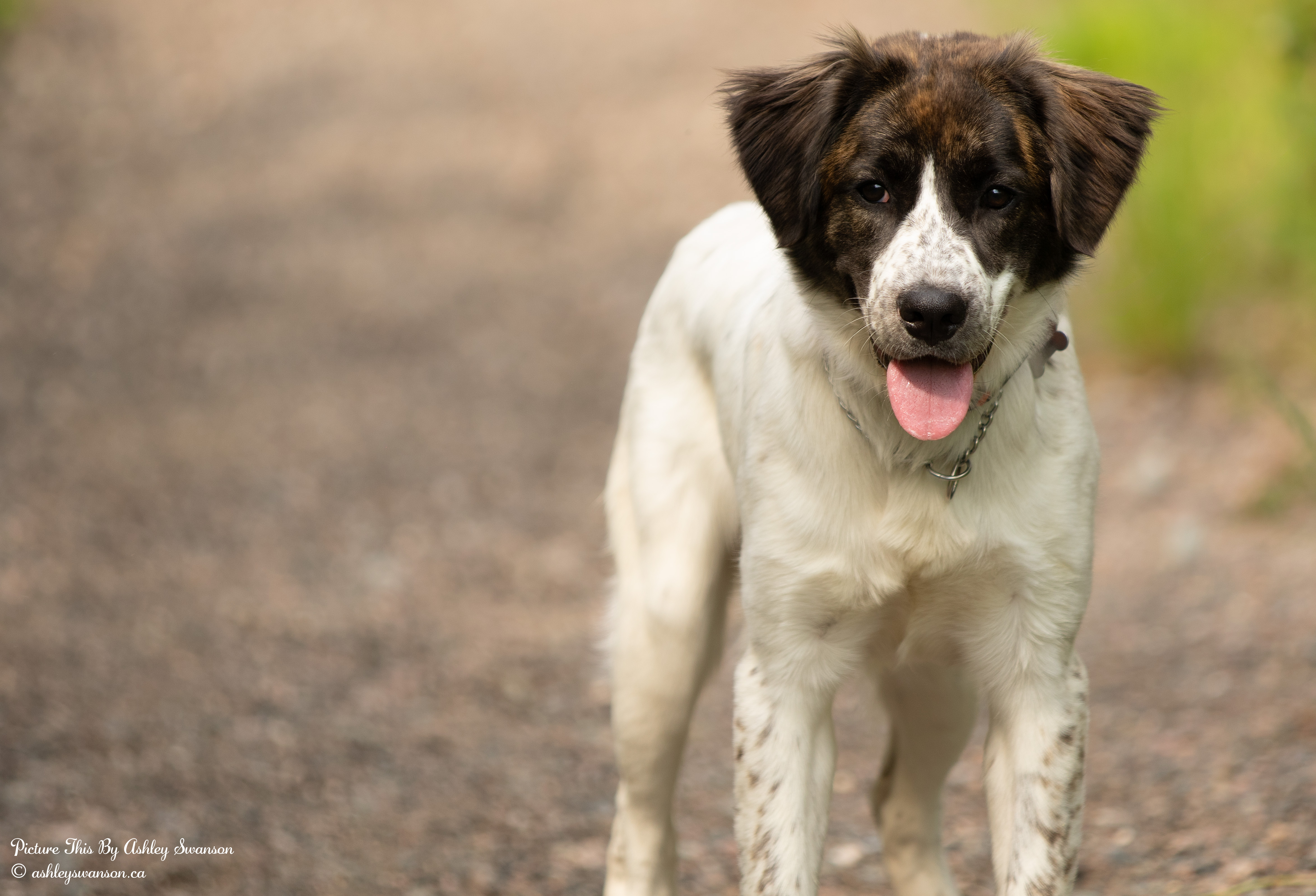 Matilda, an adoptable Great Pyrenees in Kirkland Lake, ON, P2N 1S7 | Photo Image 4