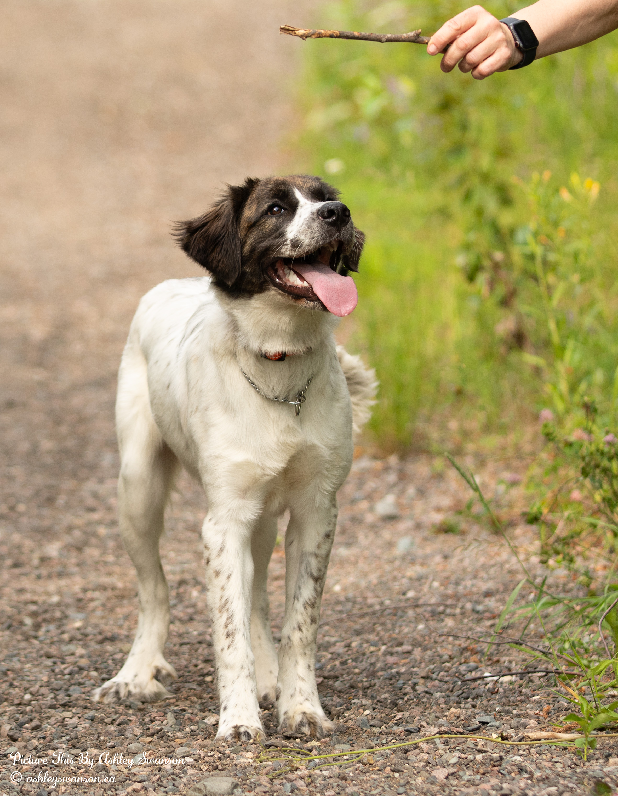 Matilda, an adoptable Great Pyrenees in Kirkland Lake, ON, P2N 1S7 | Photo Image 2