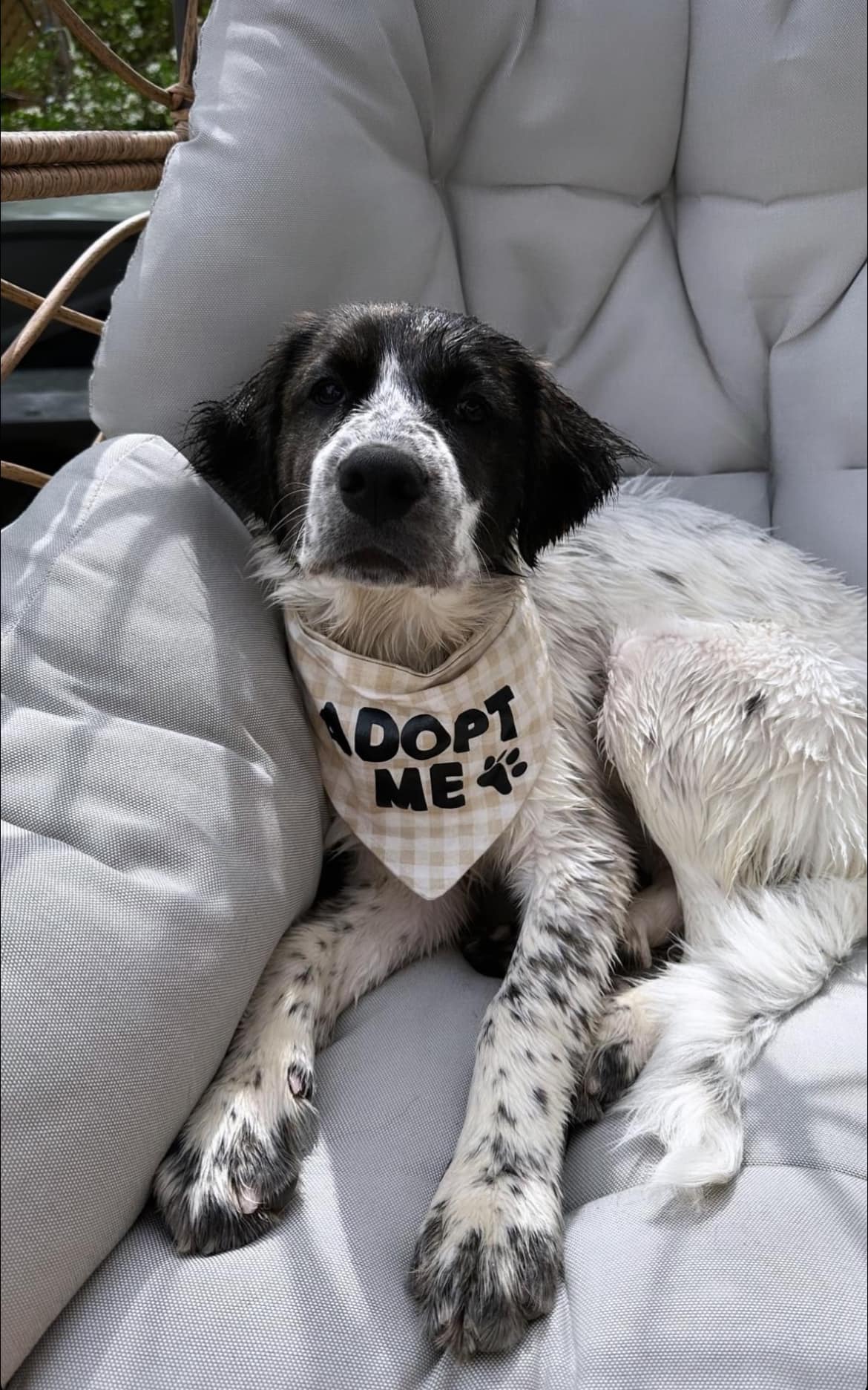 Matilda, an adoptable Great Pyrenees in Kirkland Lake, ON, P2N 1S7 | Photo Image 5