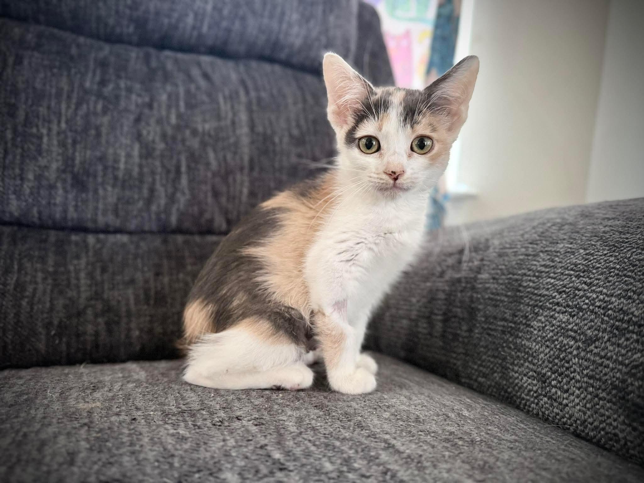 Merida, adopted, Kitten Female Domestic Short Hair.