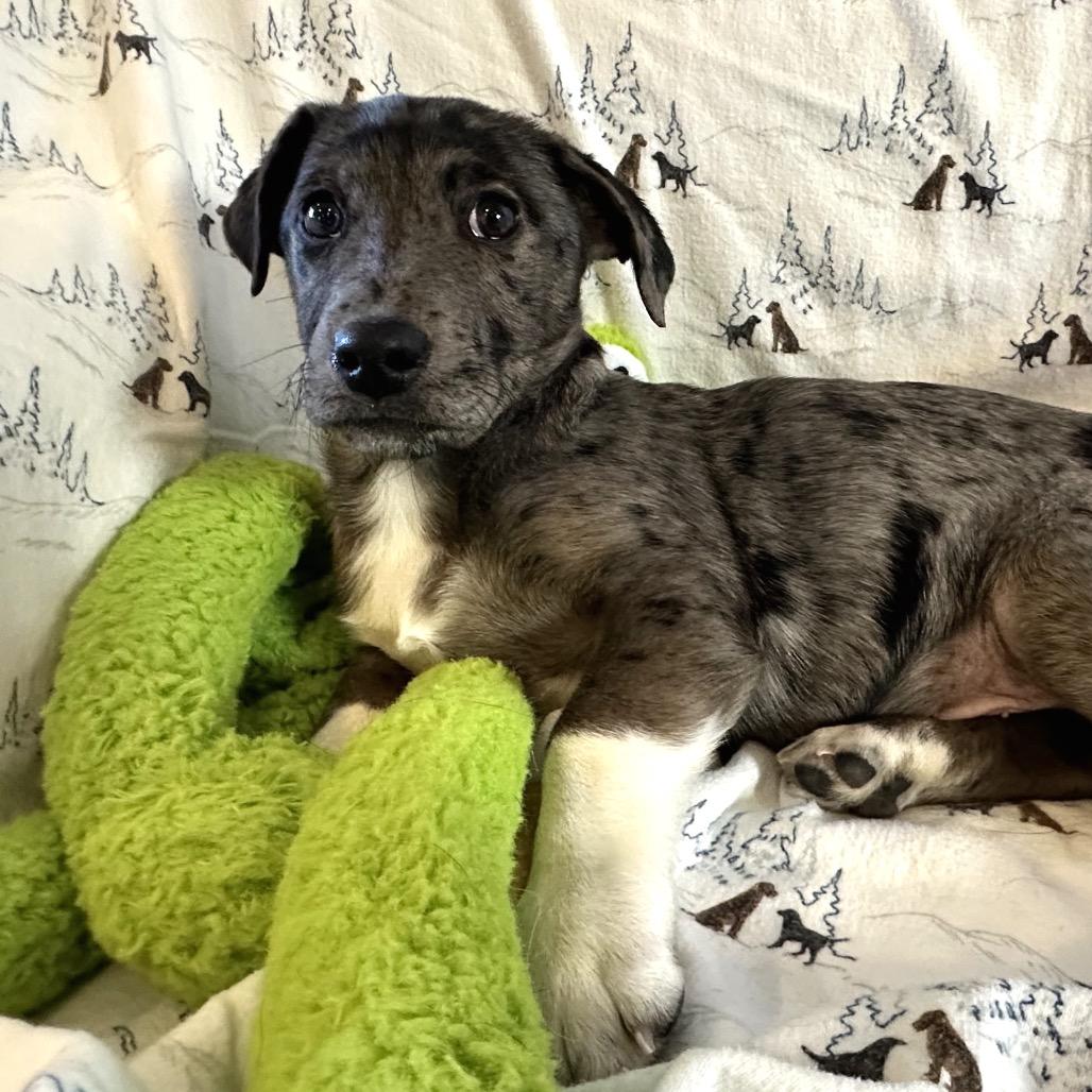Enlarge Chutes & Ladders, a Adoptable Mixed Breed in Park City, UT image 1/4