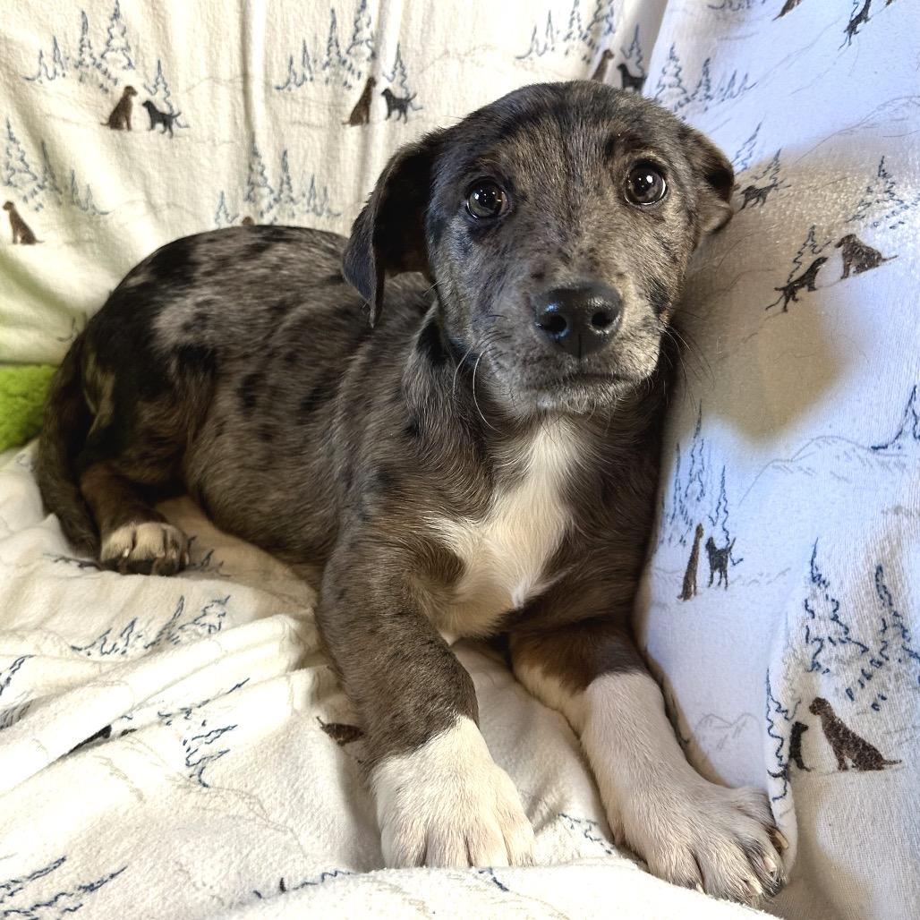 Enlarge Chutes & Ladders, a Adoptable Mixed Breed in Park City, UT image 2/4