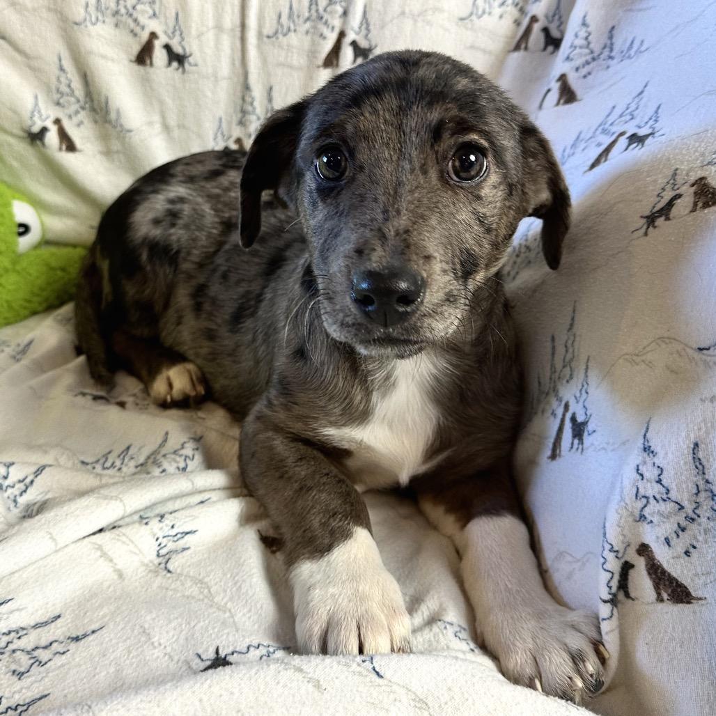 Enlarge Chutes & Ladders, a Adoptable Mixed Breed in Park City, UT image 3/4