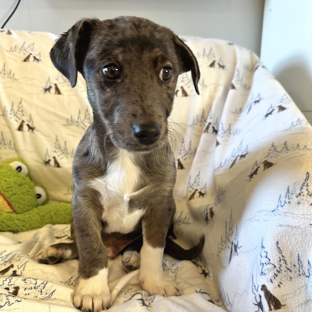 Enlarge Chutes & Ladders, a Adoptable Mixed Breed in Park City, UT image 4/4