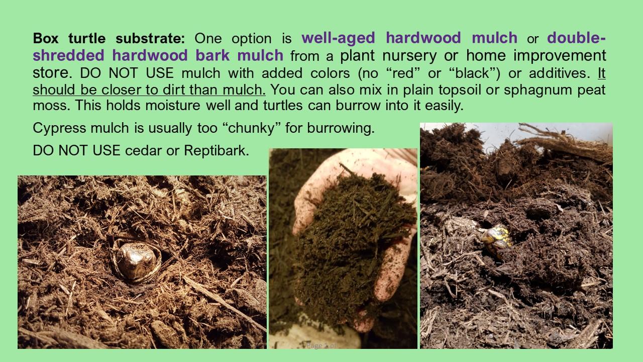 Hickory E Box in Baltimore, a Adopted Eastern Box in Baltimore, MD image 6/6