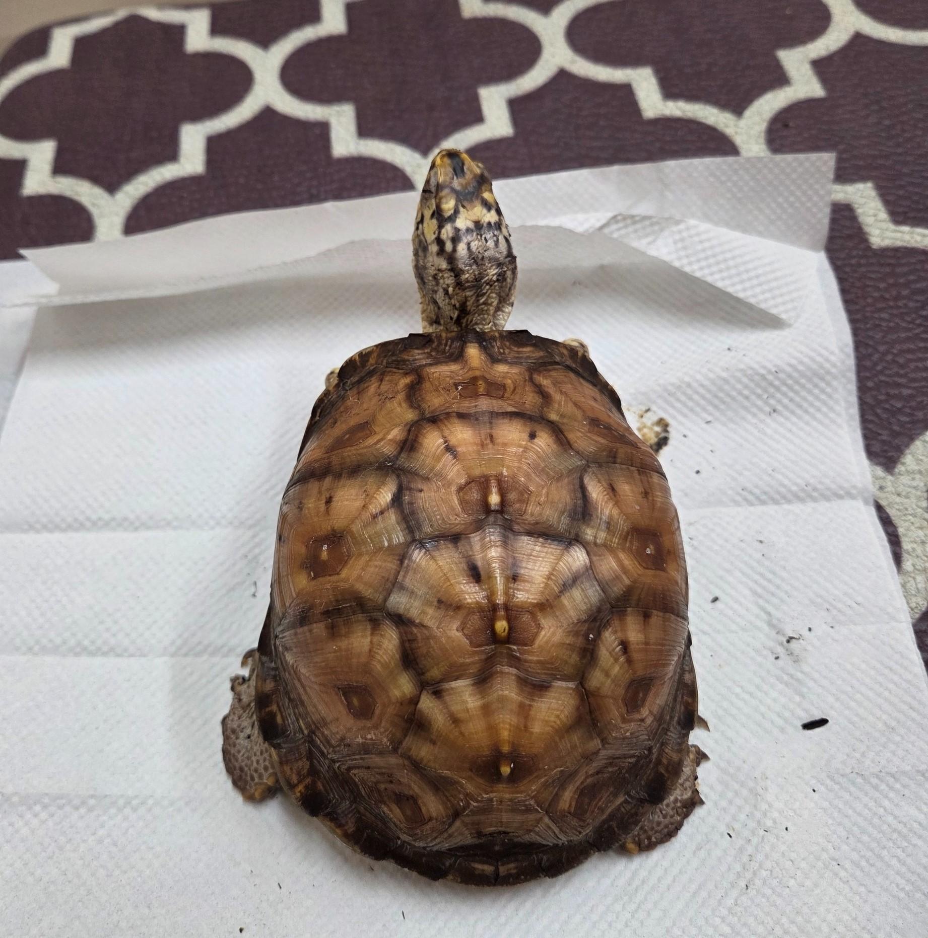 Hickory E Box in Baltimore, a Adopted Eastern Box in Baltimore, MD image 3/6