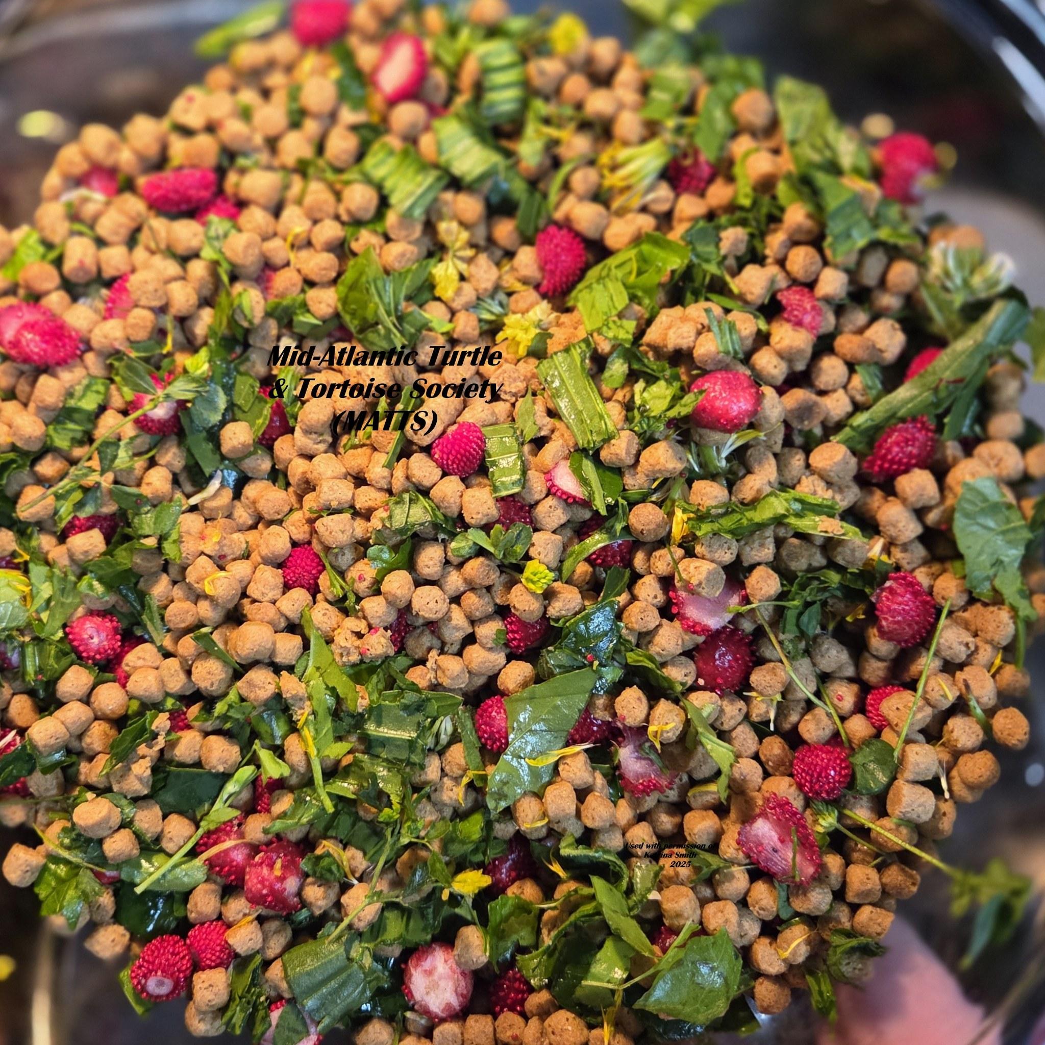 Hickory E Box in Baltimore, a Adopted Eastern Box in Baltimore, MD image 5/6