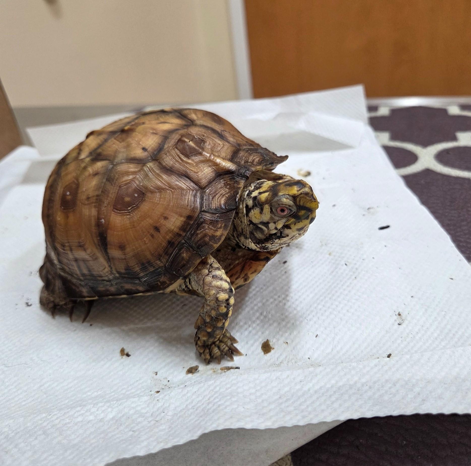 Hickory E Box in Baltimore, Adopted, Adult Male Eastern Box.