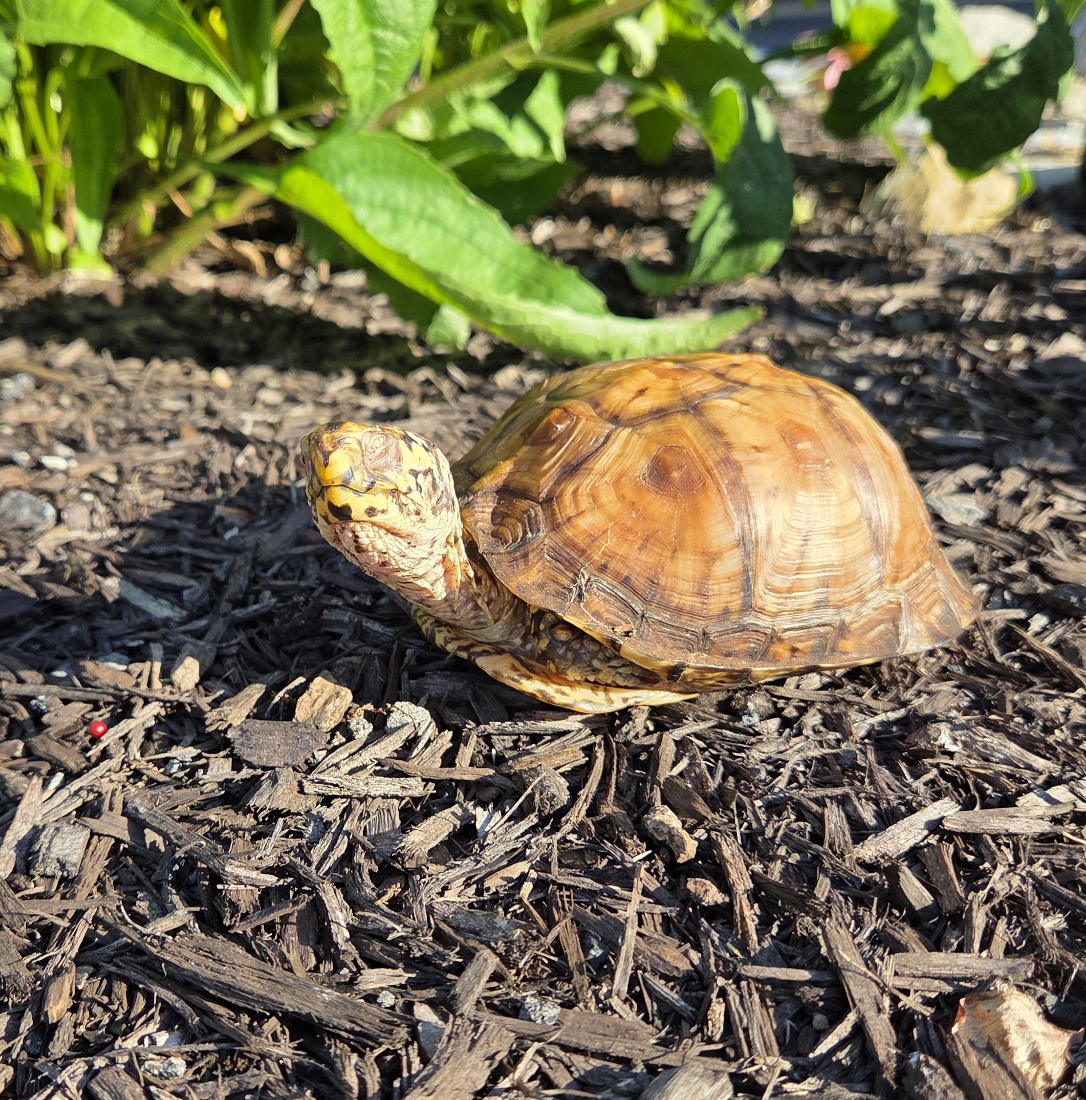 Hickory E Box in Baltimore, a Adopted Eastern Box in Baltimore, MD image 2/6