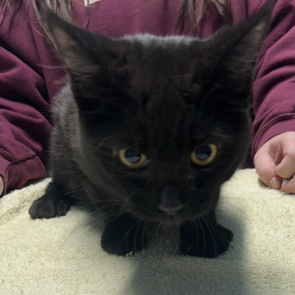 Raye, Adoptable, Kitten Male Domestic Short Hair.