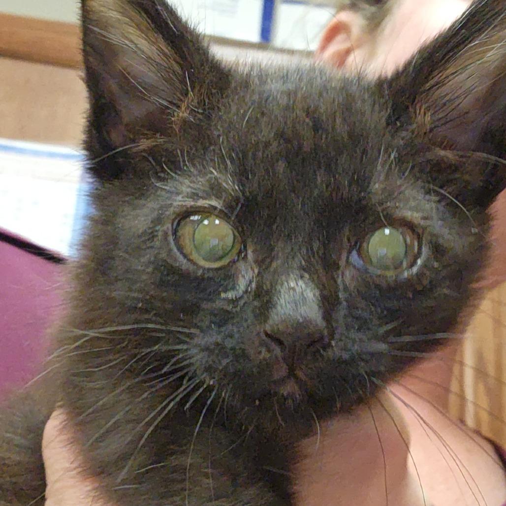 Enlarge Raye, a Adoptable Domestic Short Hair in West Point, MS image 3/3