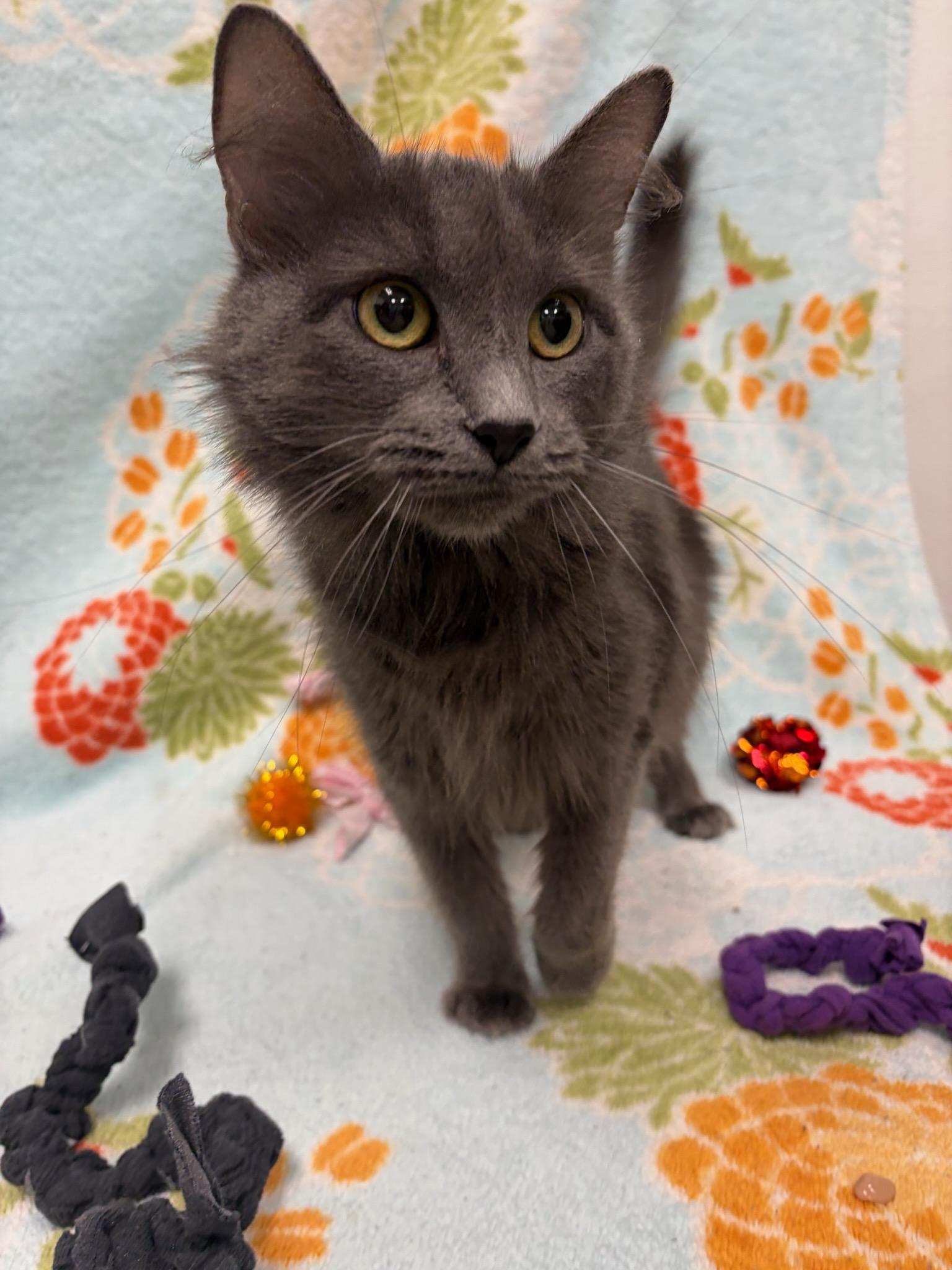 smokey, ADOPTABLE, Adult Female Domestic Long Hair.