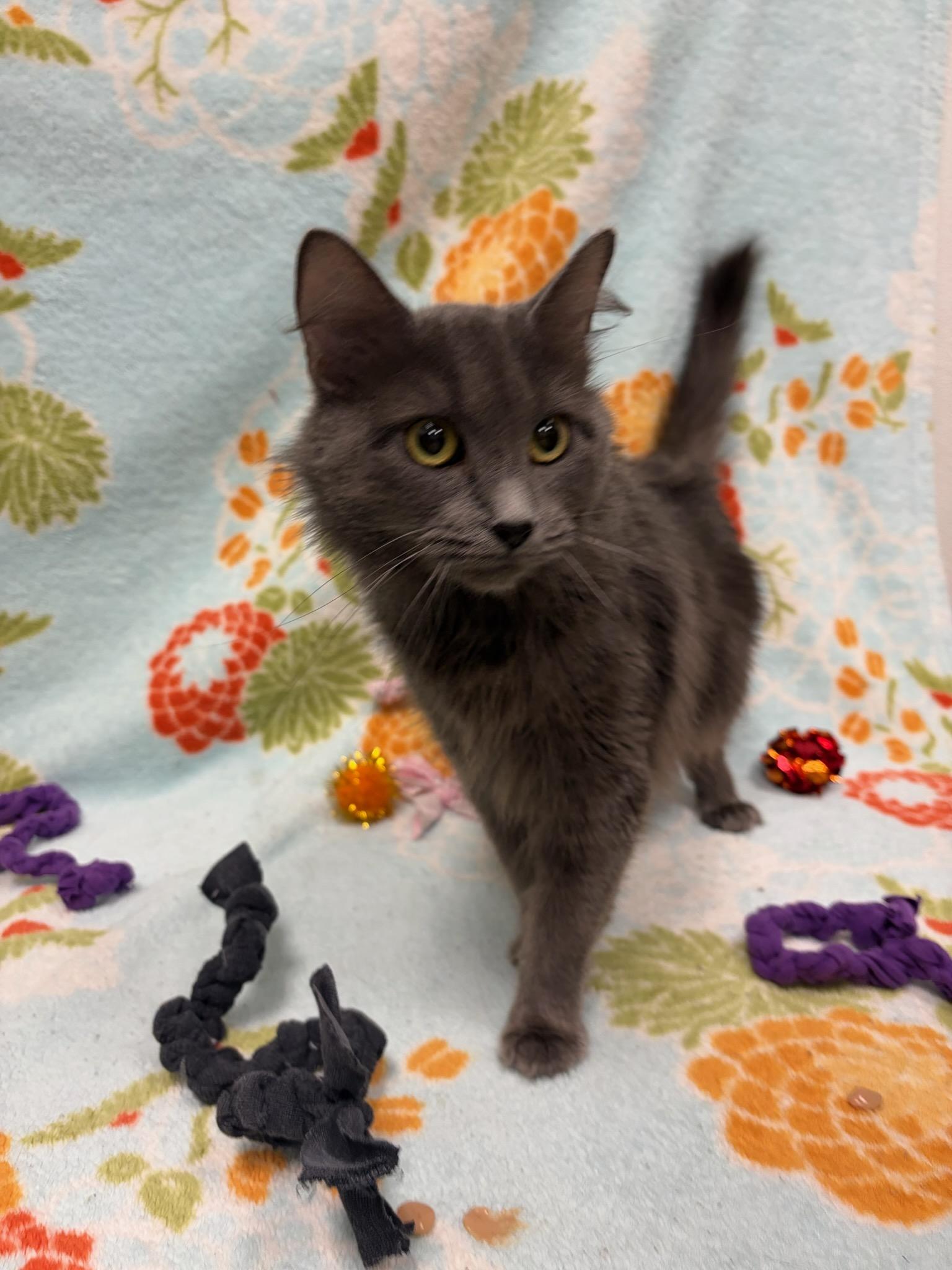 smokey, a ADOPTABLE Domestic Long Hair in Urbana, IL image 2/2