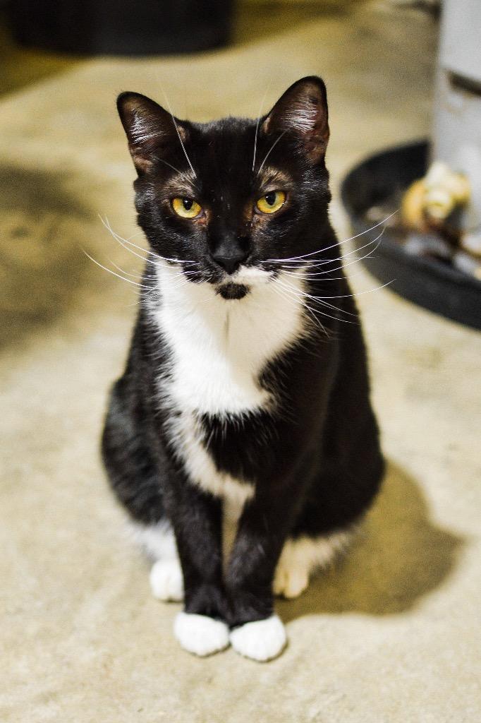 Kia, Adoptable, Adult Female Domestic Short Hair.