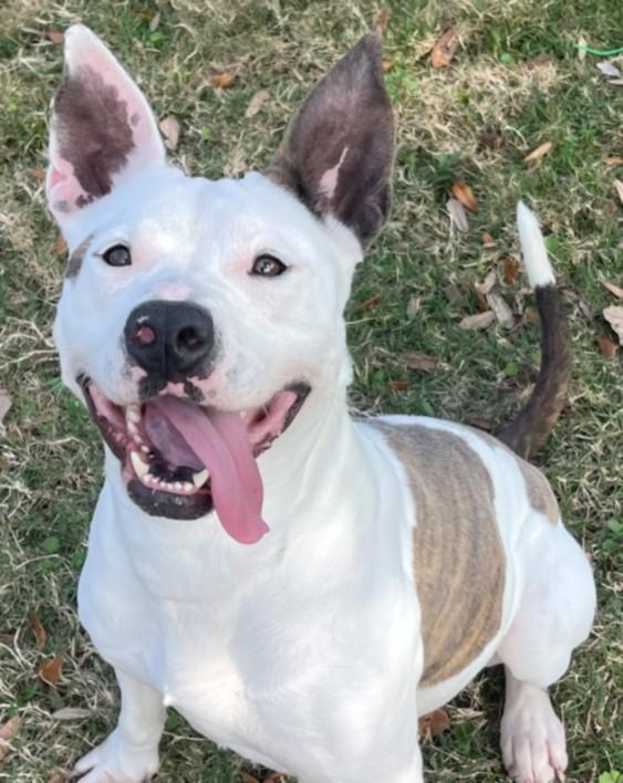 Enlarge ODESSA, a Adoptable Pit Bull Terrier in Texas City, TX image 1/1