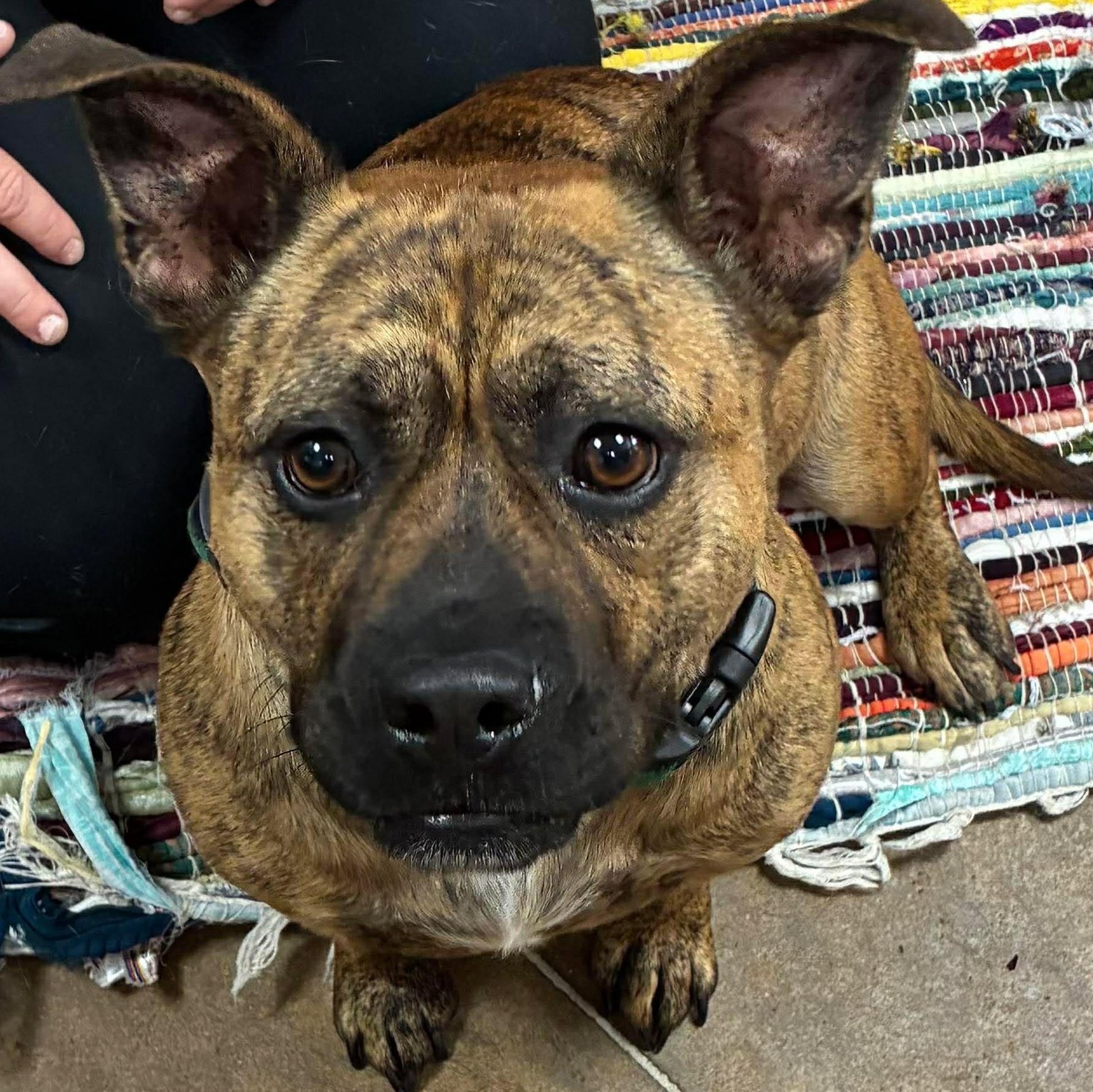 Shorty, an adopted mixed breed in Petersburg, IL image 1/6