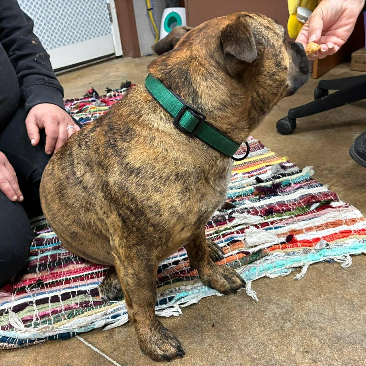 Shorty, an adopted mixed breed in Petersburg, IL image 4/6