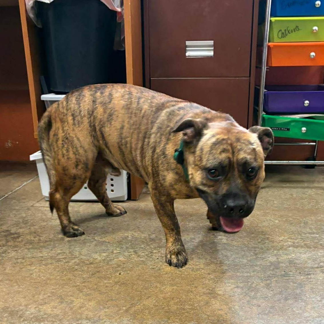 Shorty, an adopted mixed breed in Petersburg, IL image 6/6