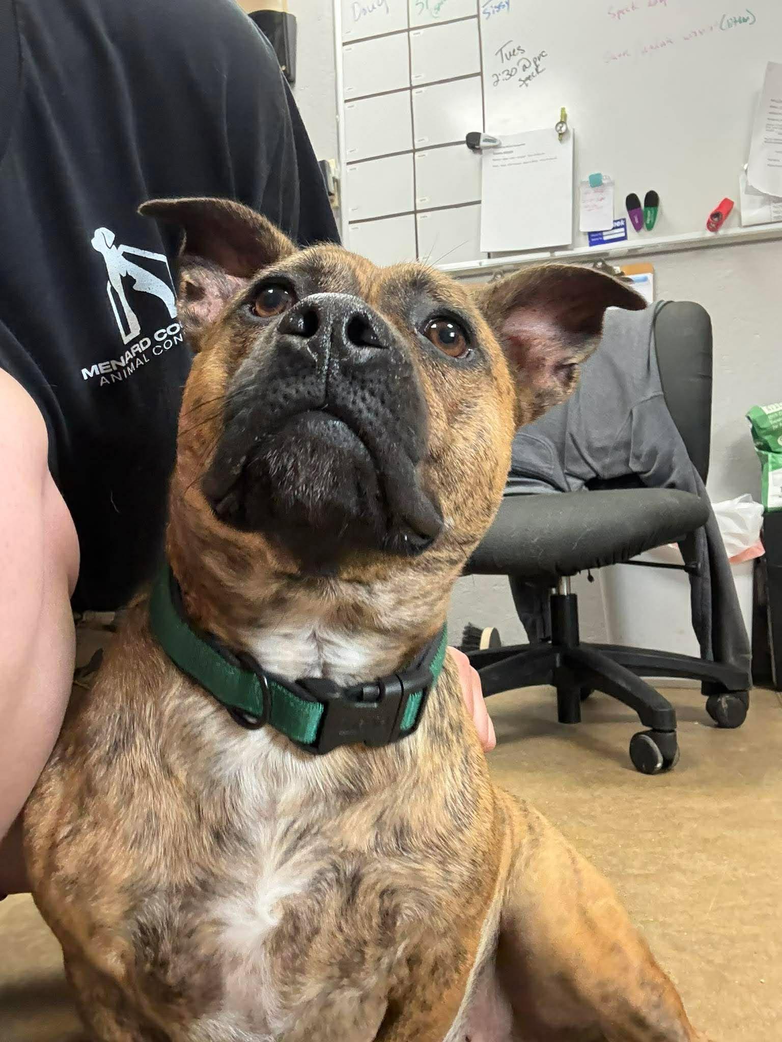 Shorty, an adopted mixed breed in Petersburg, IL image 2/6