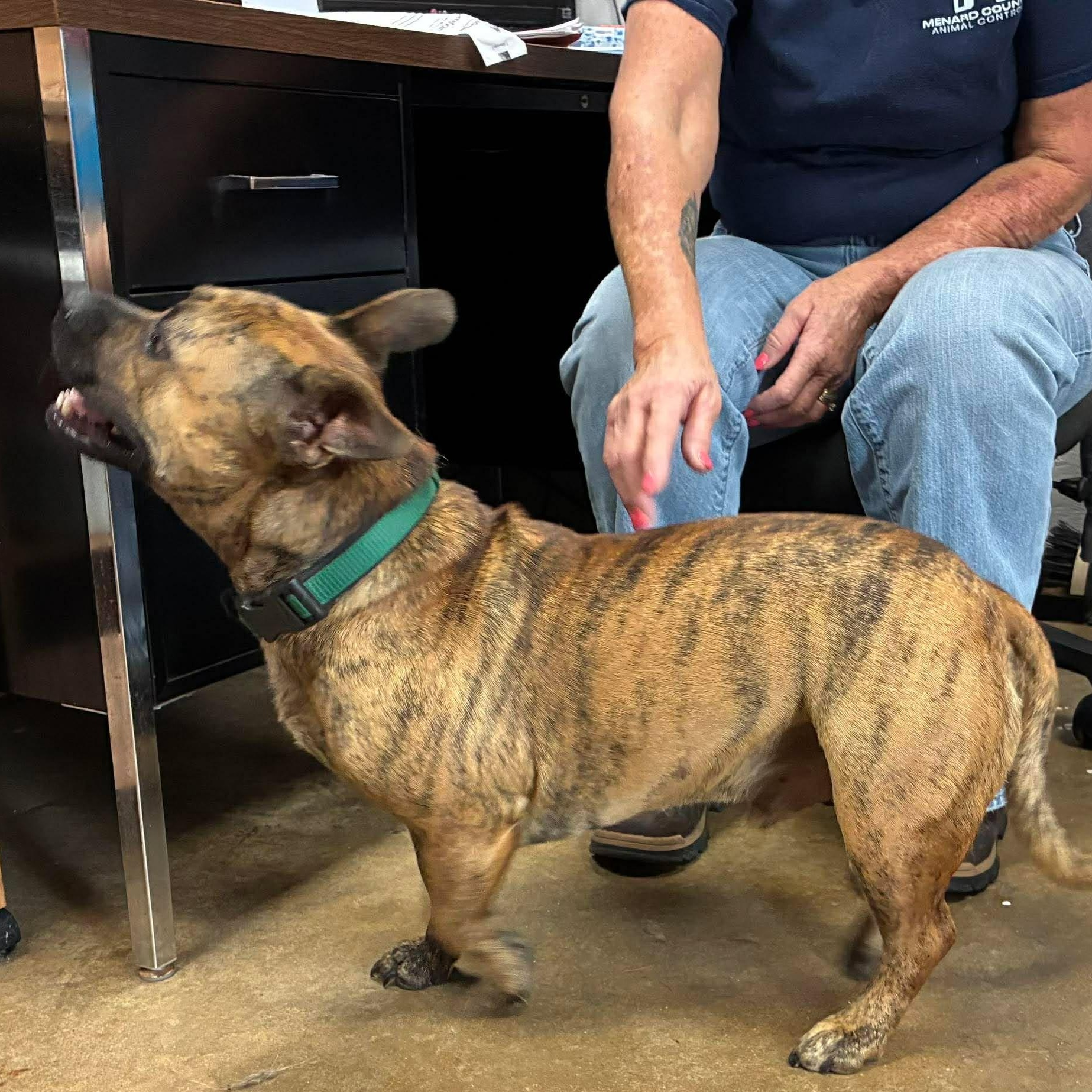 Shorty, an adopted mixed breed in Petersburg, IL image 5/6