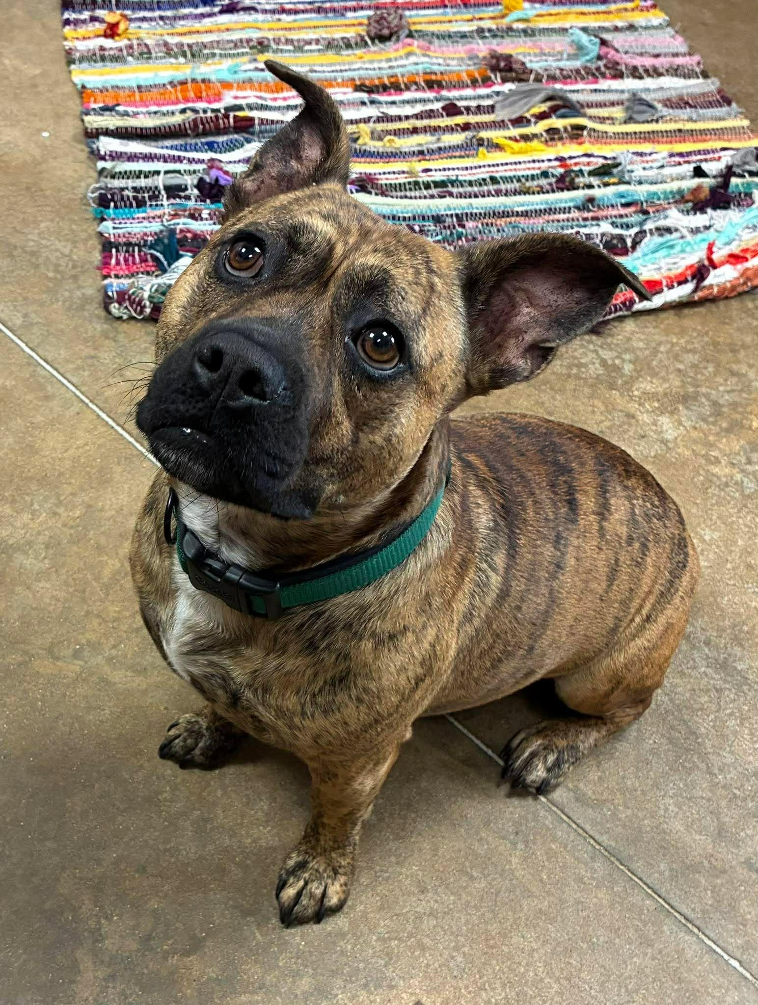 Shorty, an adopted mixed breed in Petersburg, IL image 3/6