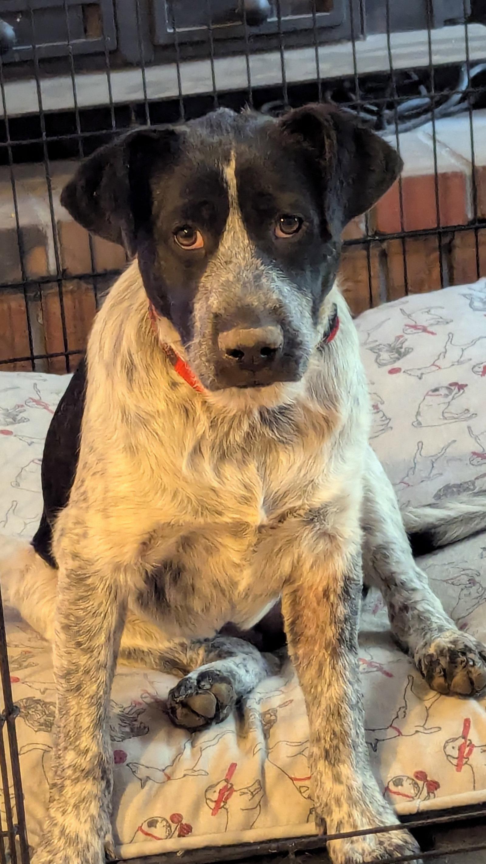 Ash, a Adoptable mixed breed in St. Louis, MO image 1/3