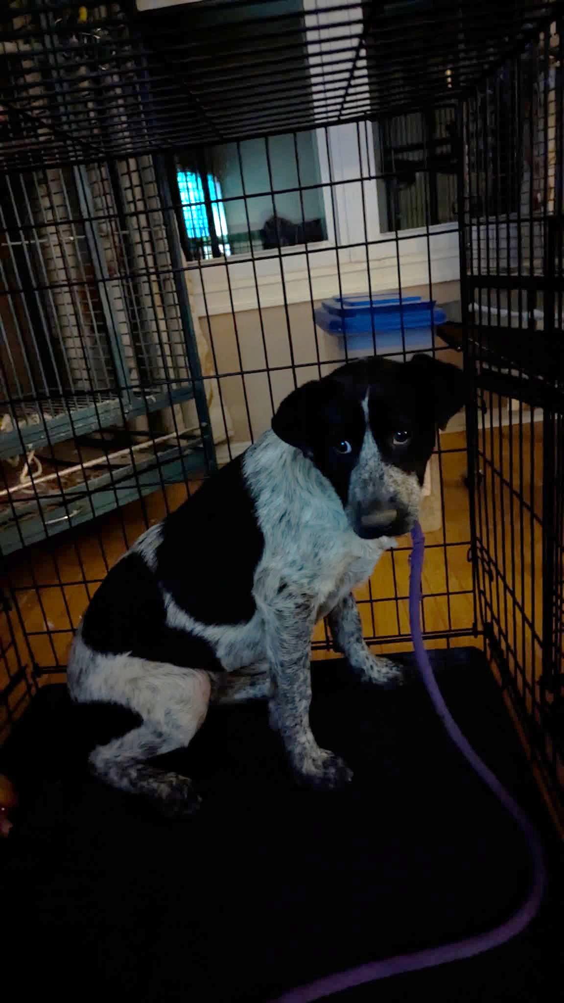 Ash, a Adoptable mixed breed in St. Louis, MO image 2/3