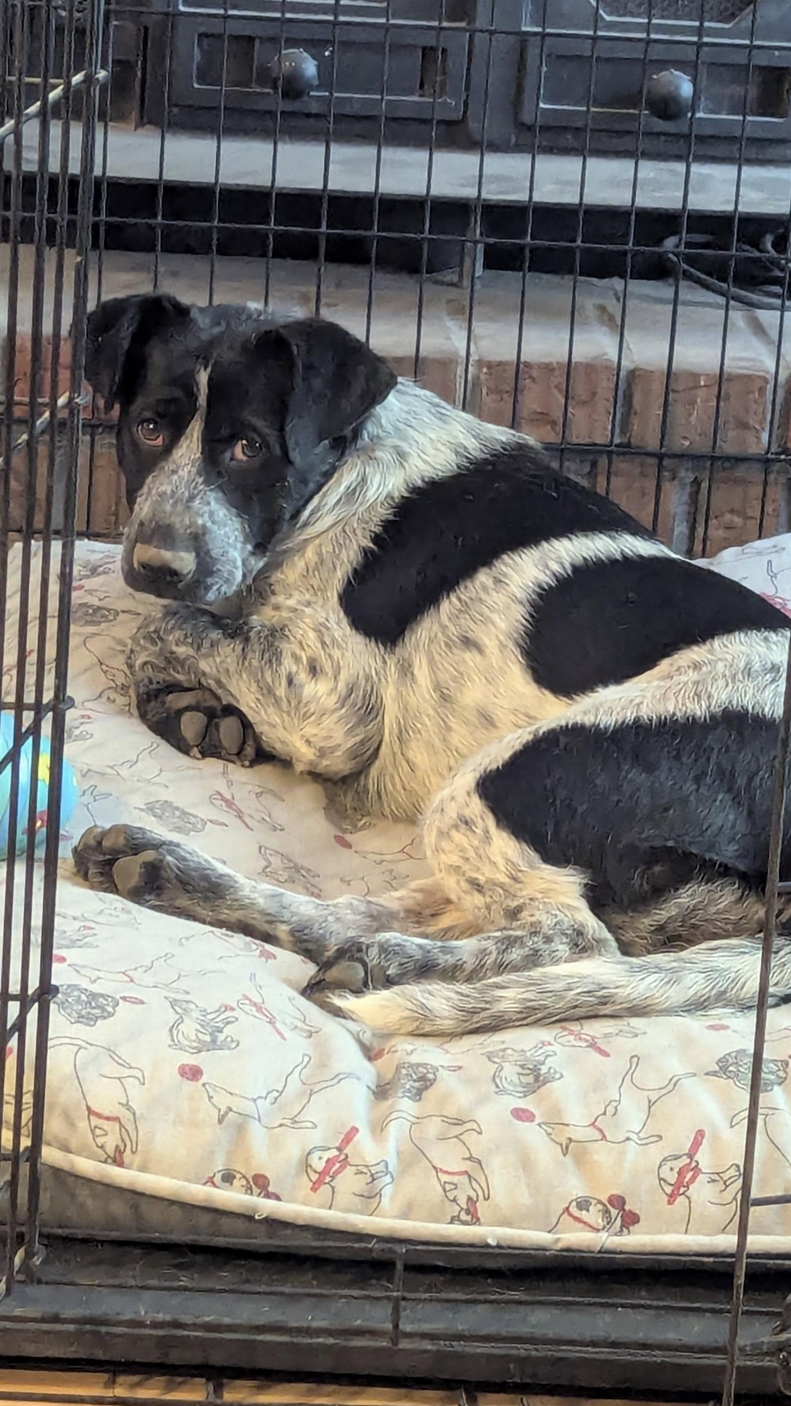 Ash, a Adoptable mixed breed in St. Louis, MO image 3/3