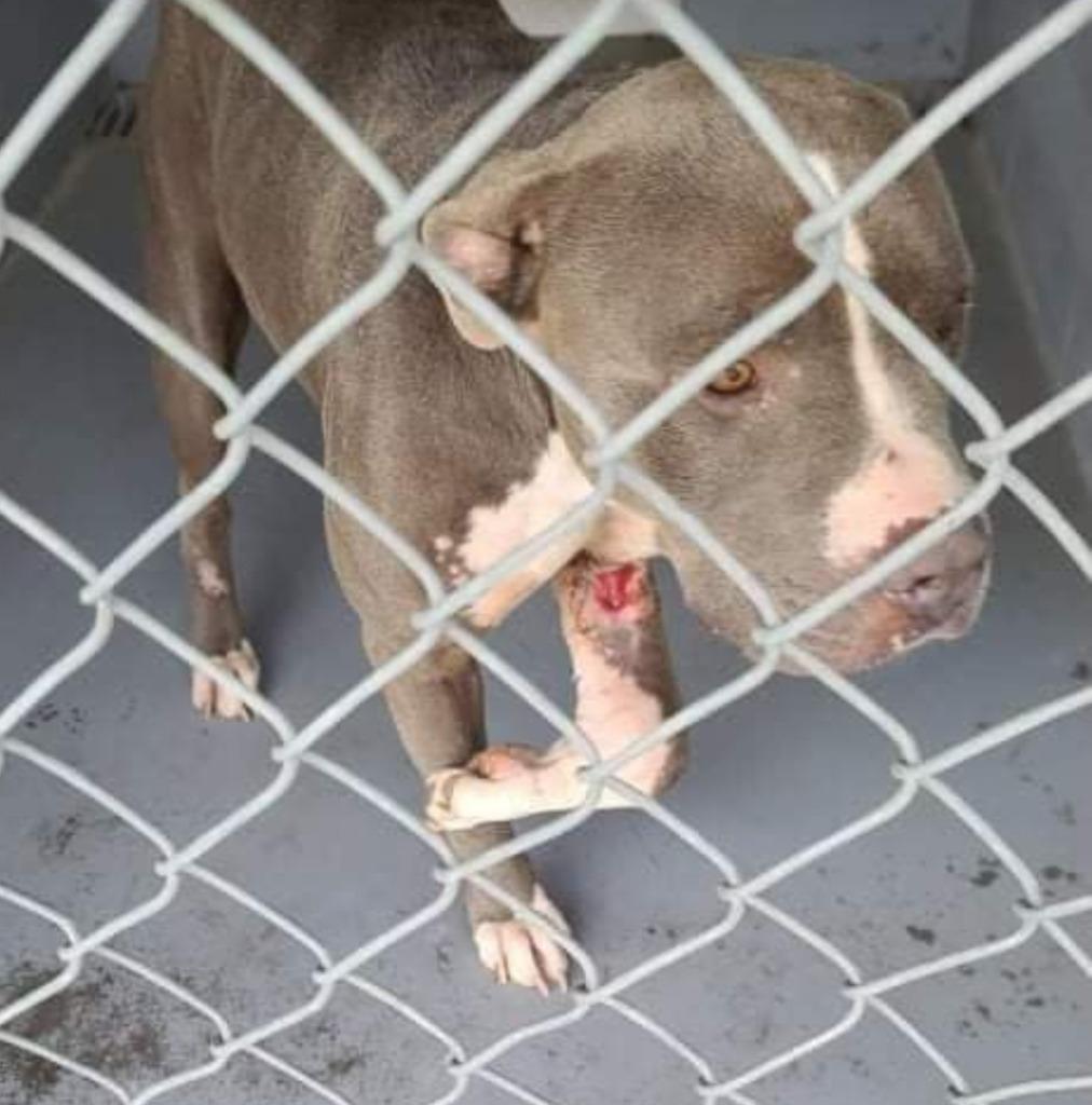 Enlarge Zoey, a Adopted mixed breed in Fort Stockton, TX image 1/1