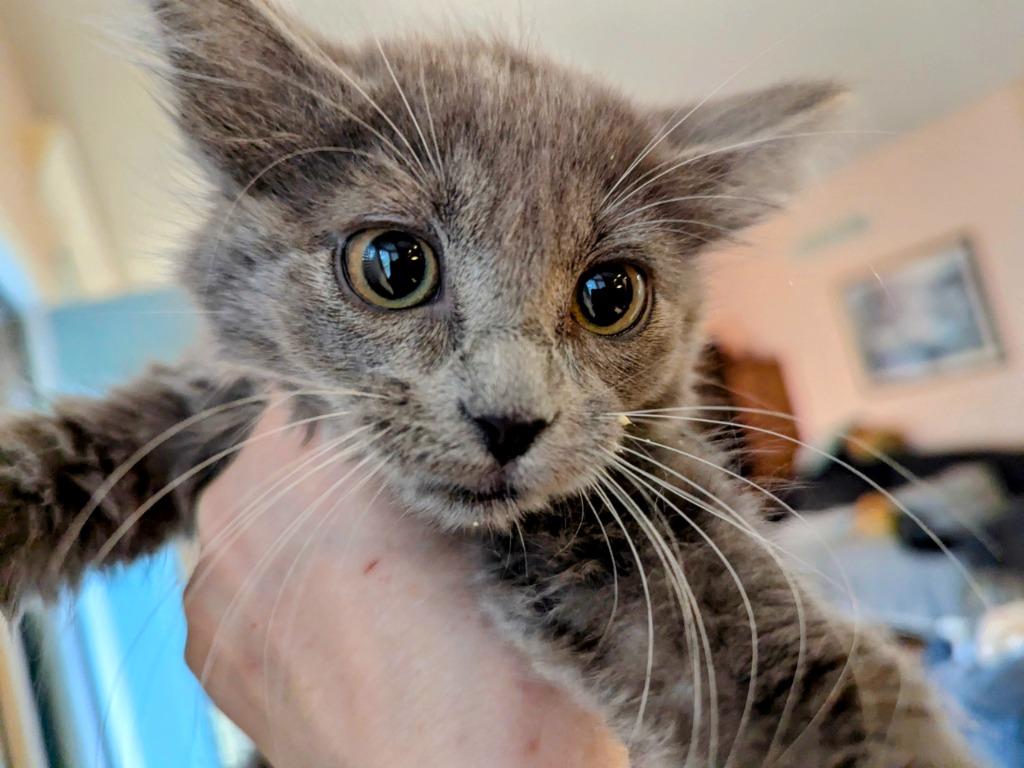 Enlarge Hey Mercedes (Sadie), a Adoptable mixed breed in Olathe, KS image 1/2