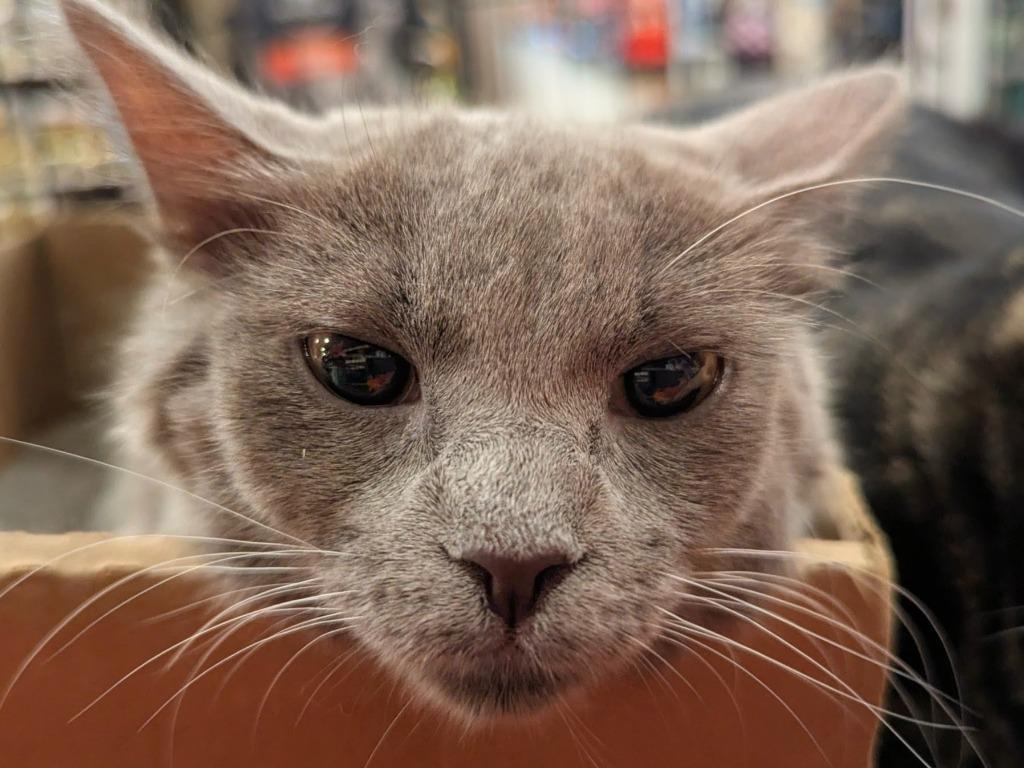 Enlarge Hey Mercedes (Sadie), a Adoptable mixed breed in Olathe, KS image 2/2