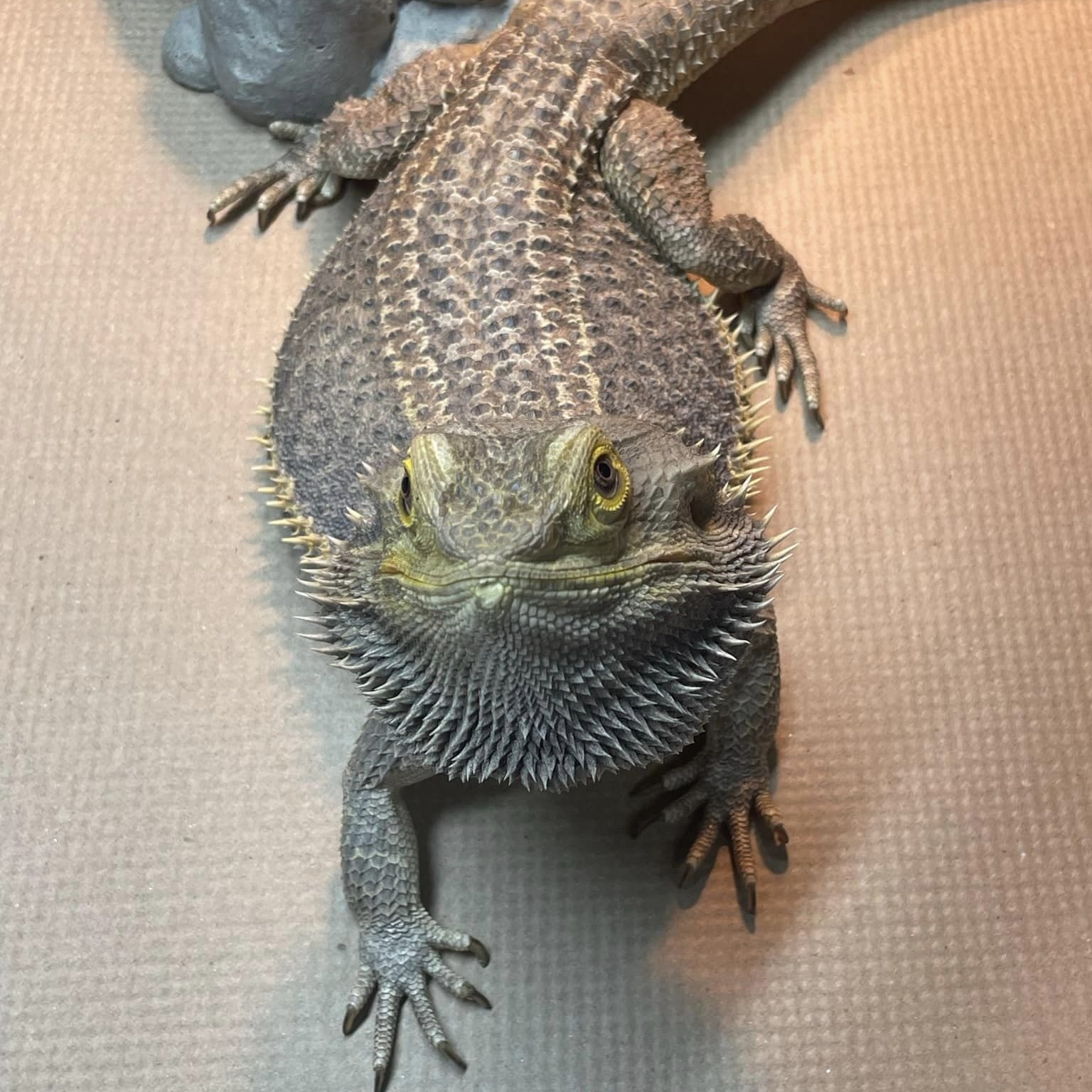 Newton, Adult Male unknown