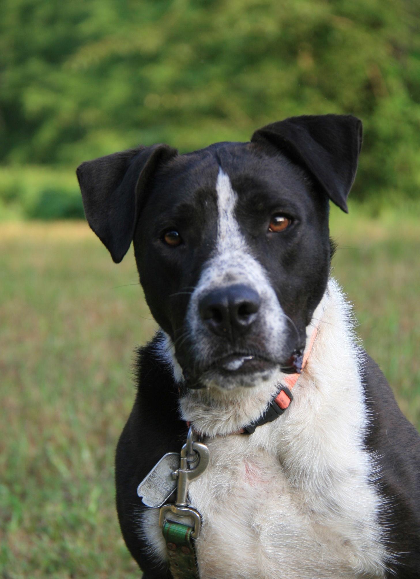 Oliver, Adoptable, Senior Male Pointer & Great Dane.