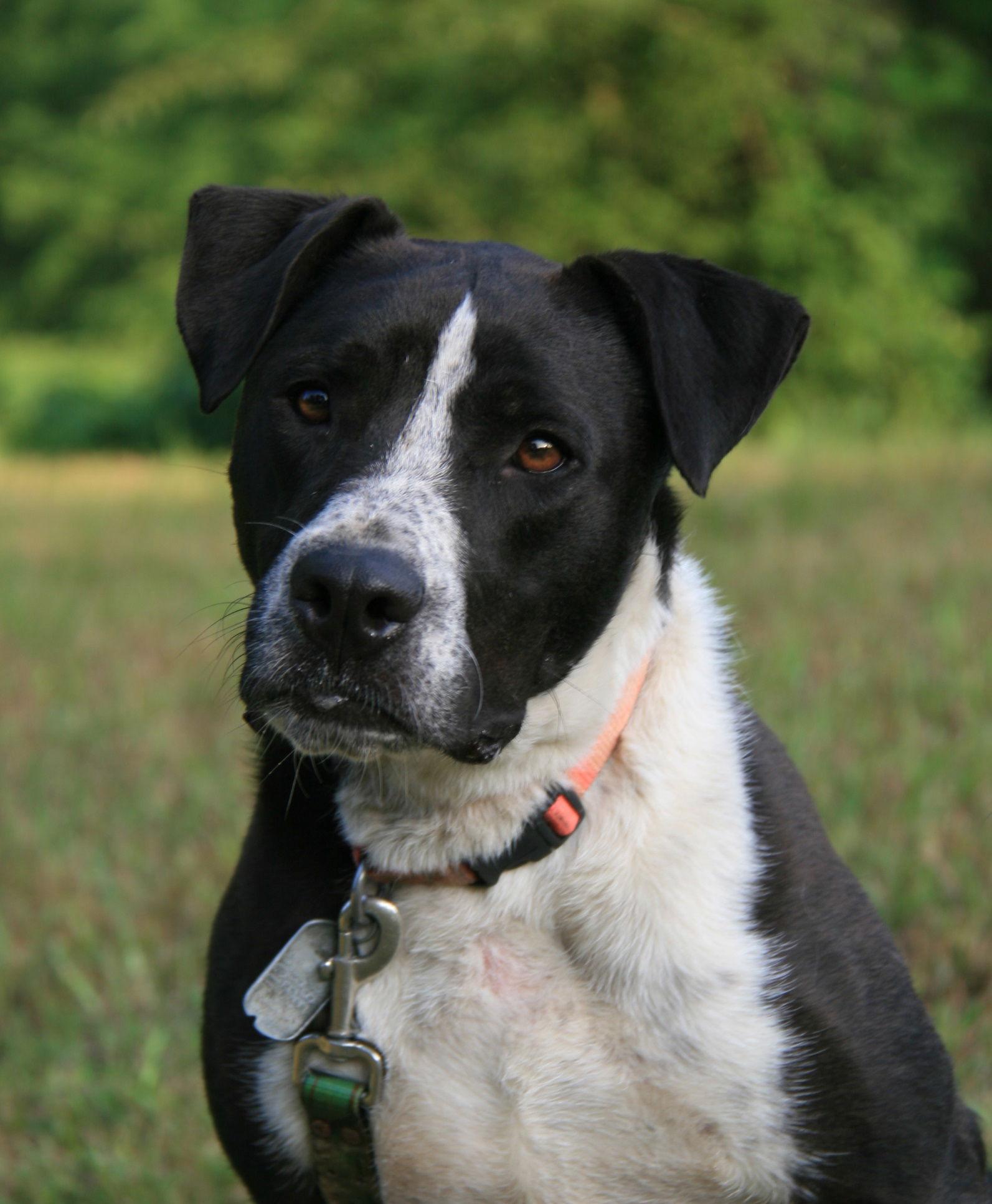 Oliver, a Adoptable mixed breed in Attalla, AL image 2/3