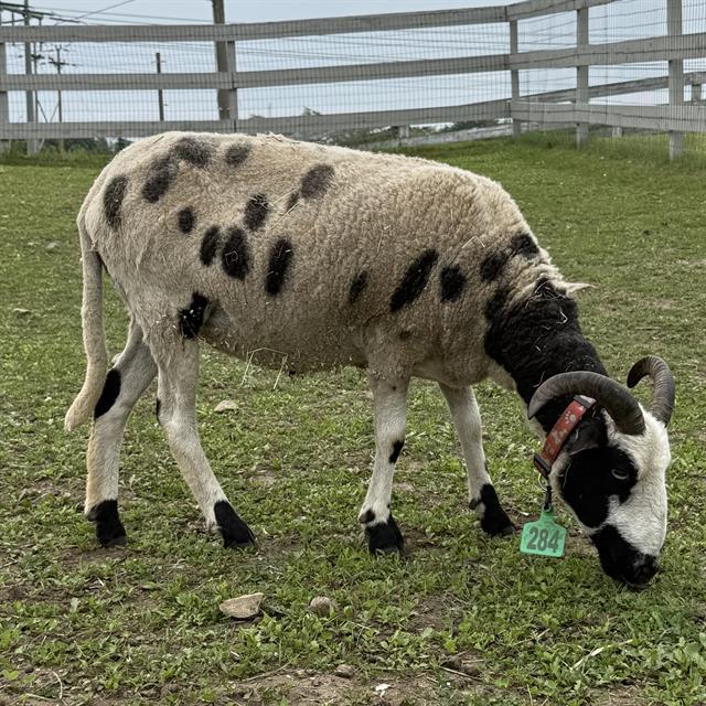 Enlarge CORAL REEF, a Adoptable Sheep in Methuen, MA image 1/1