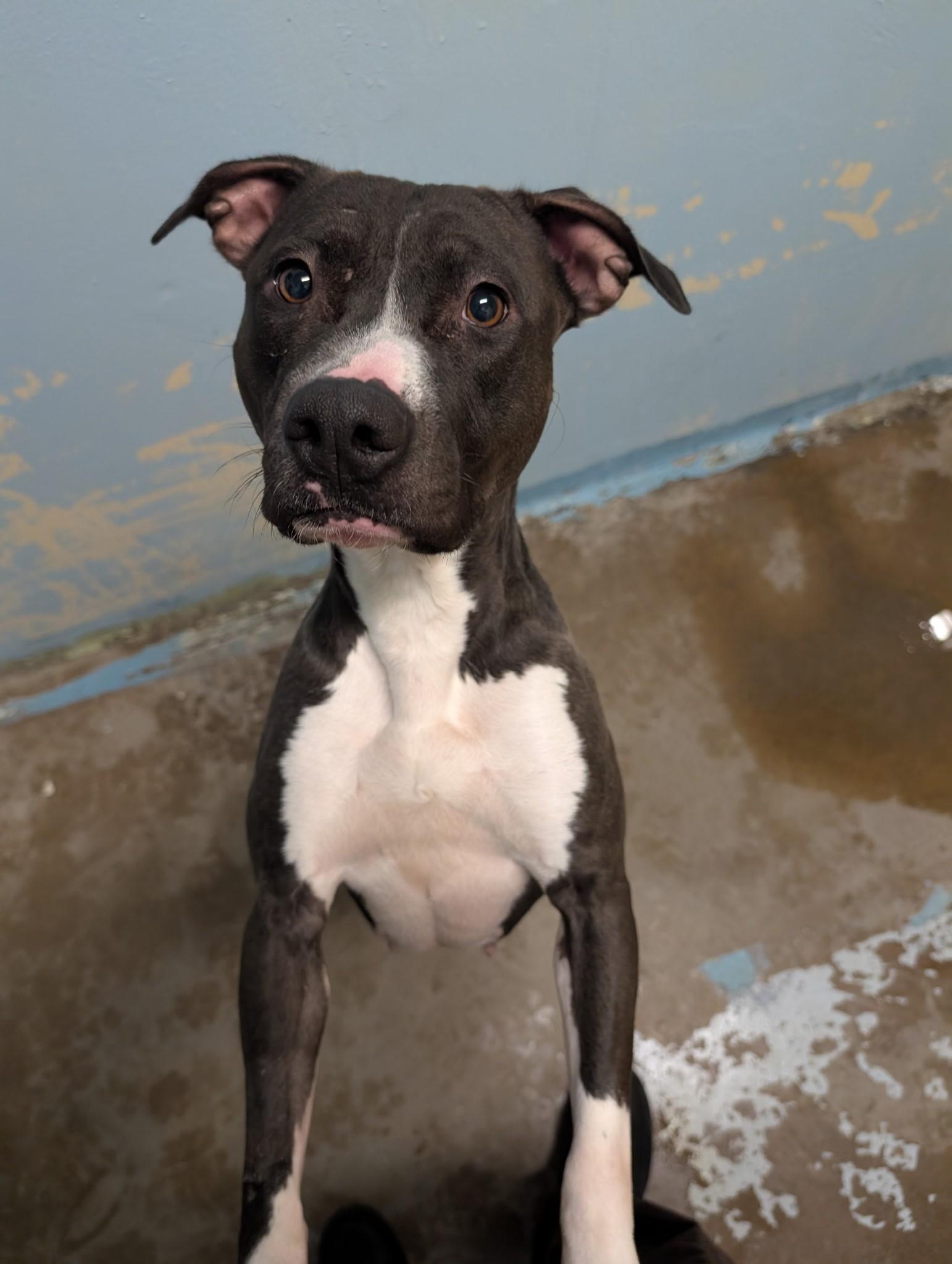 Enlarge Gladys 4143, a Adoptable mixed breed in Phoenix, AZ image 1/2