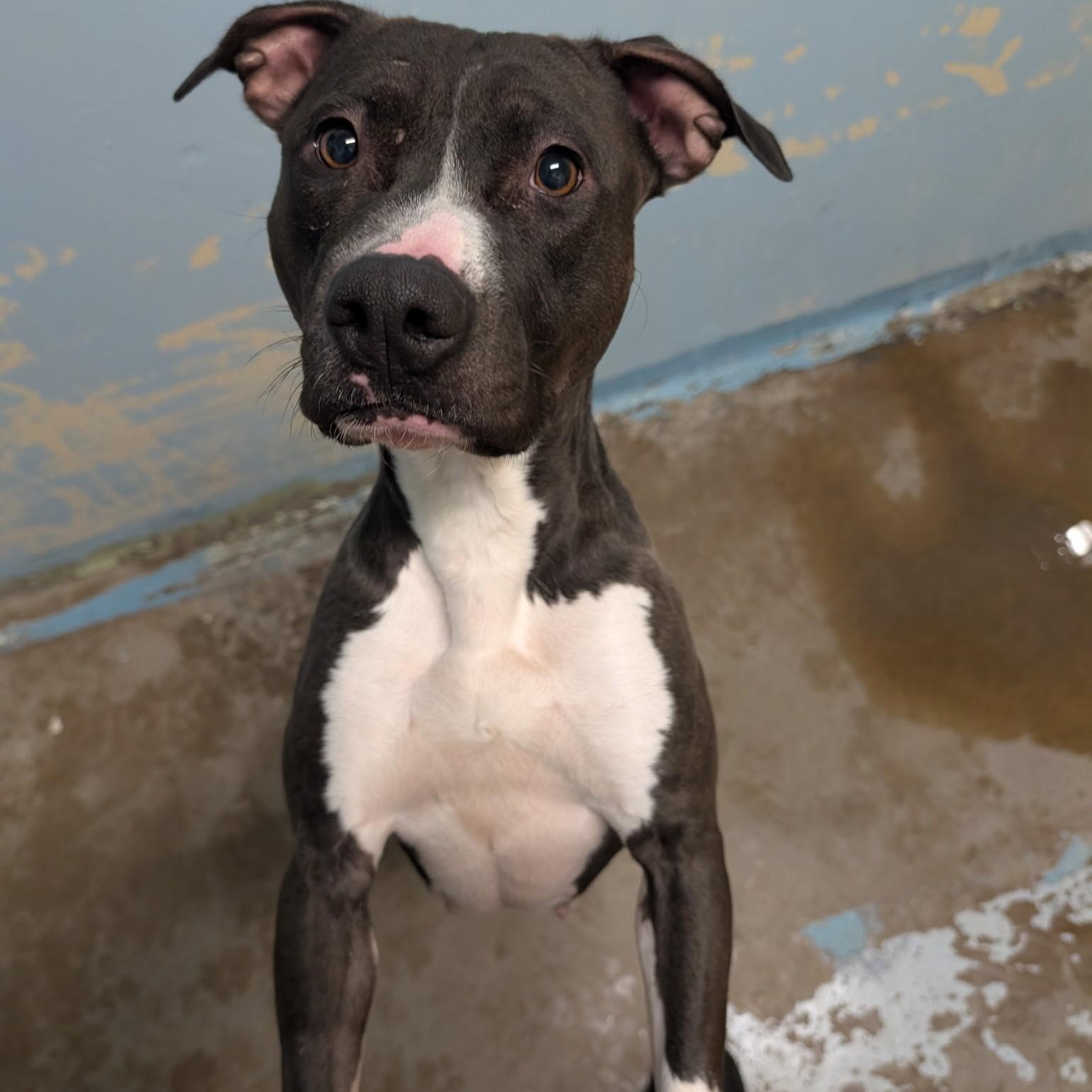 Enlarge Gladys 4143, a Adoptable mixed breed in Phoenix, AZ image 2/3