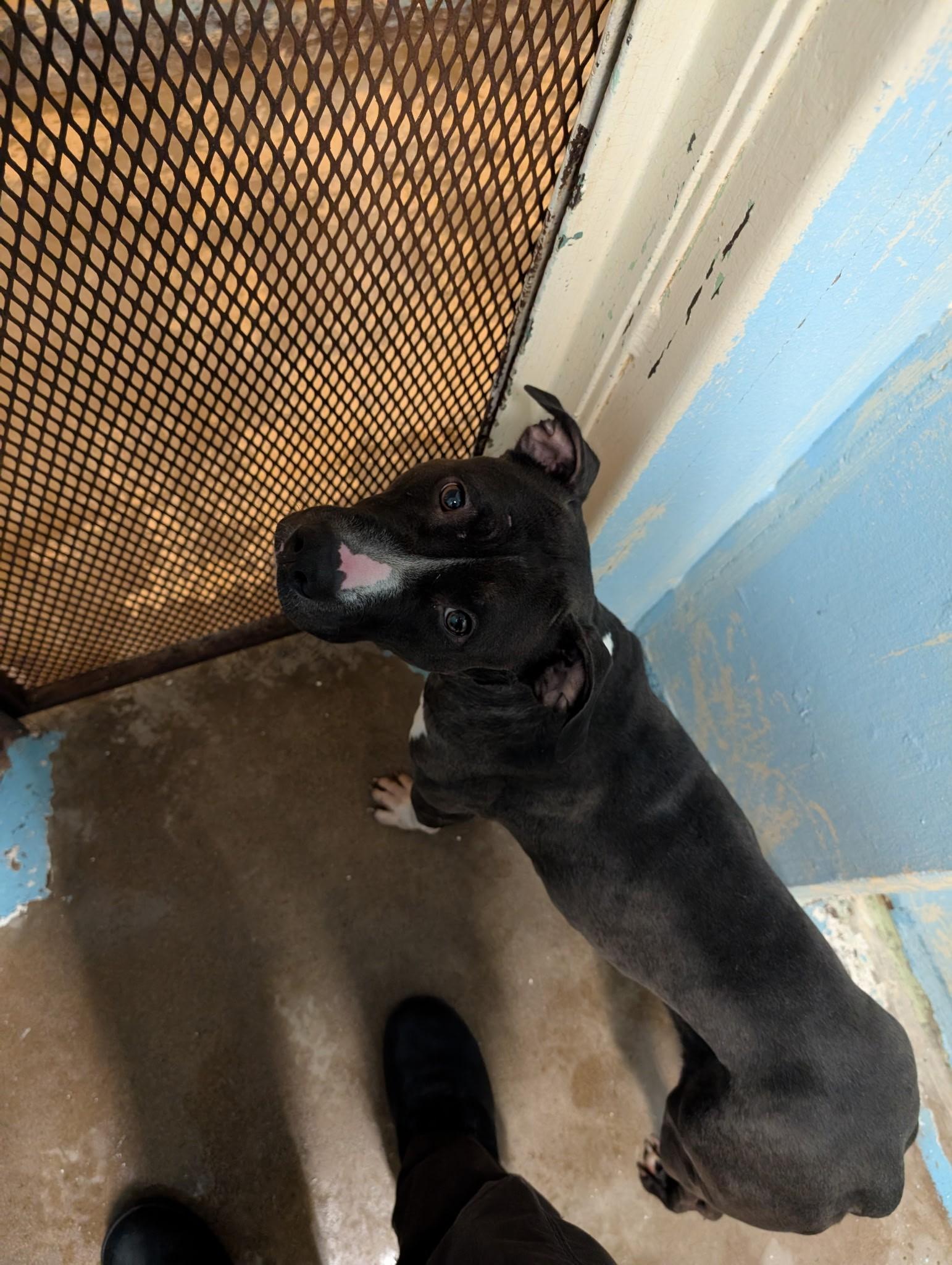 Enlarge Gladys 4143, a Adoptable mixed breed in Phoenix, AZ image 2/2
