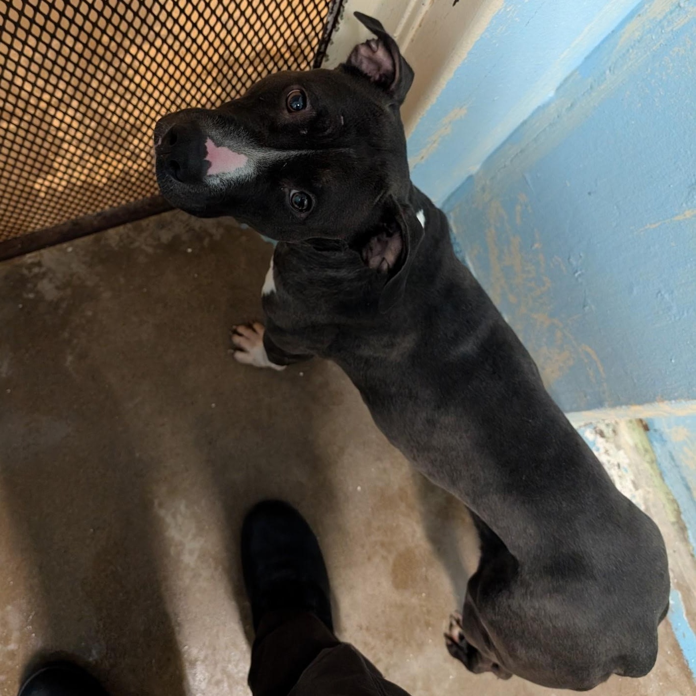 Enlarge Gladys 4143, a Adoptable mixed breed in Phoenix, AZ image 3/3