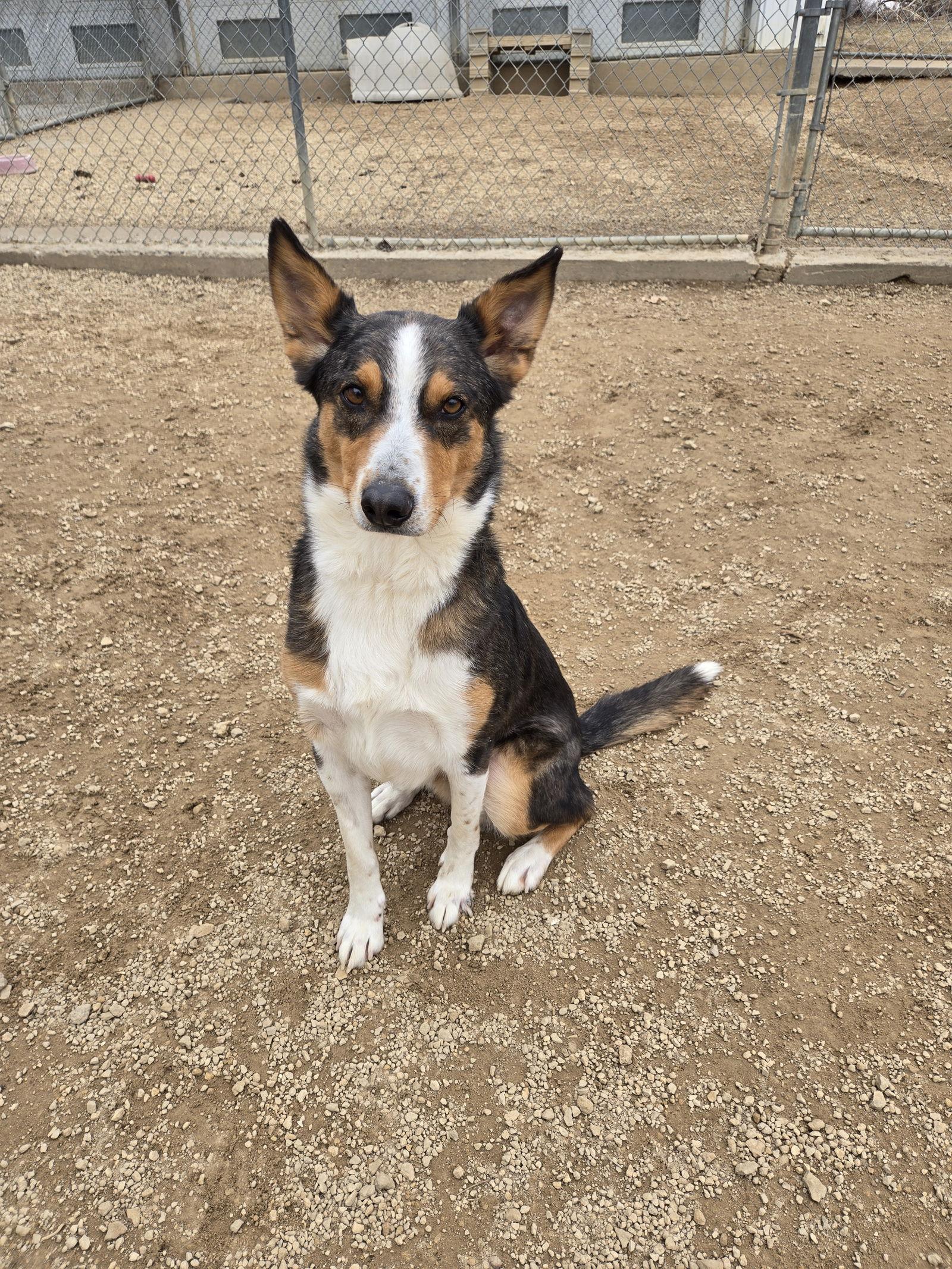 Waylon, Adoptable, Adult Male Mixed Breed.