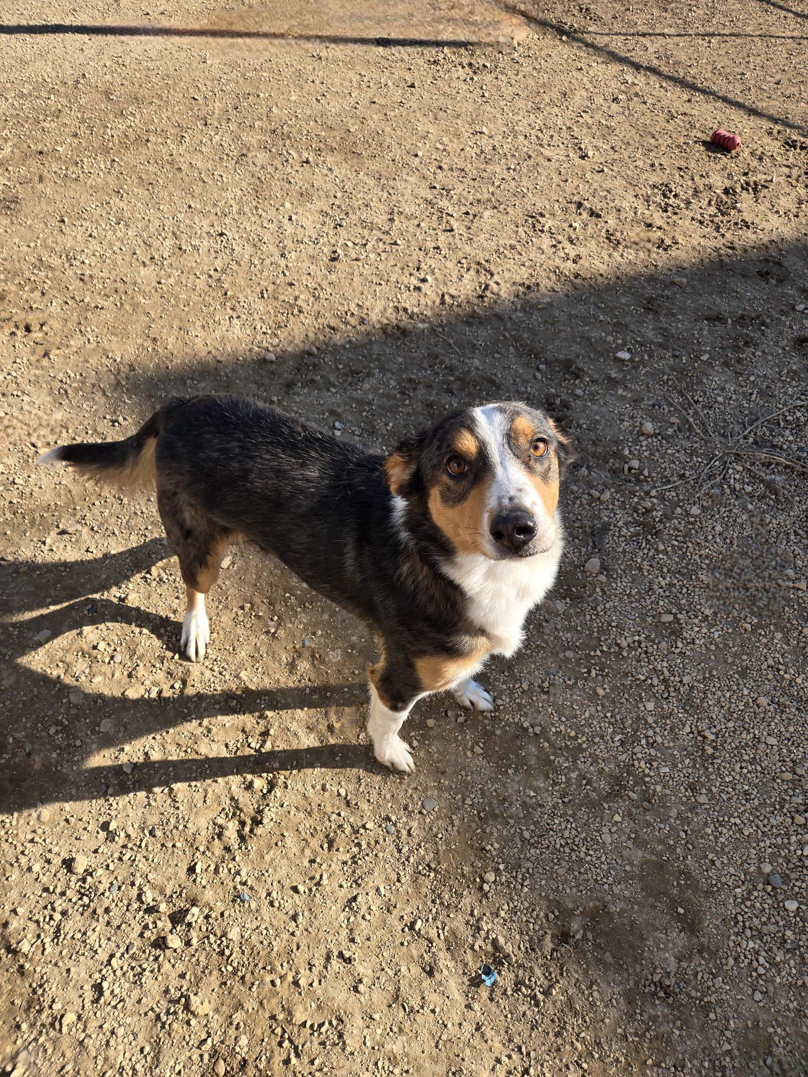 Enlarge Waylon, a Adoptable Mixed Breed in Maquoketa, IA image 2/2