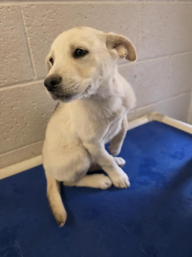 Dee Dee, a Adoptable mixed breed in Holbrook, AZ image 1/2