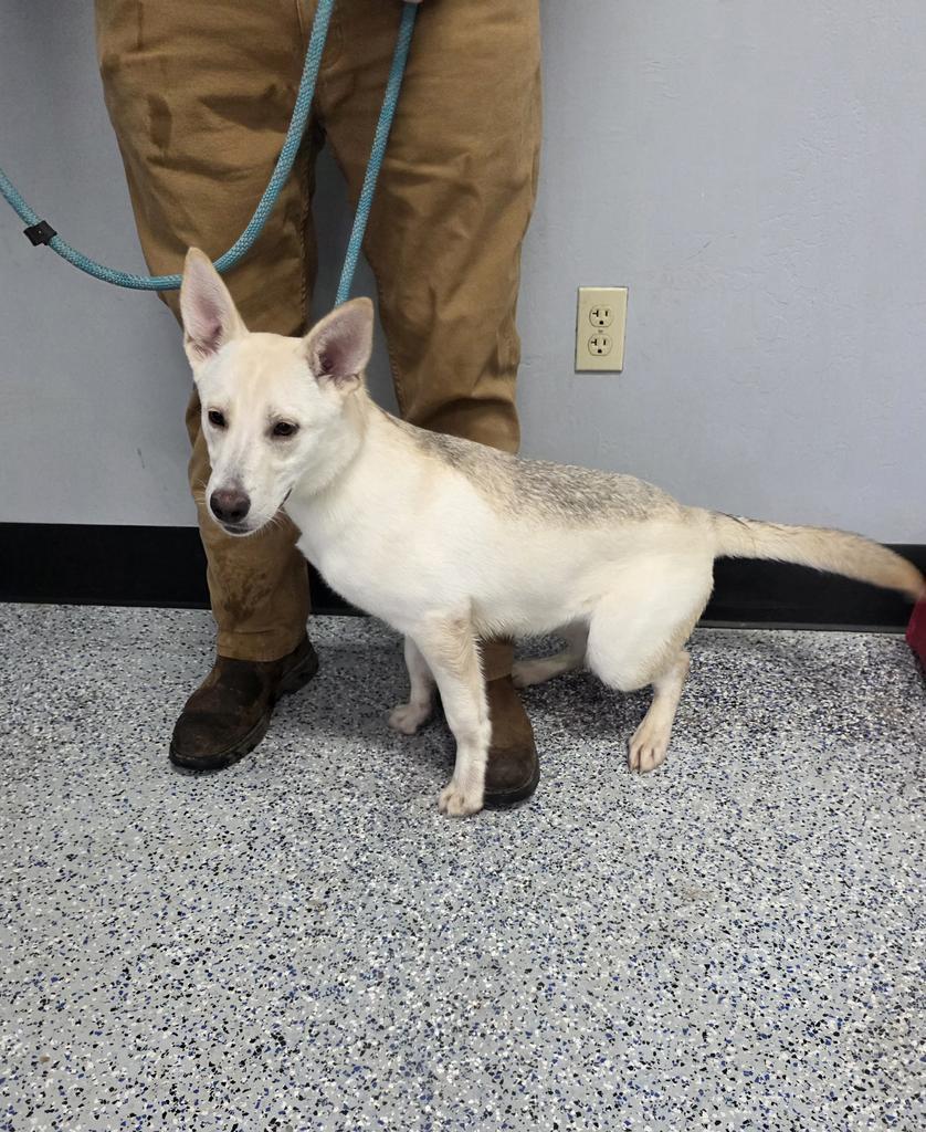 Dee Dee, a Adoptable mixed breed in Holbrook, AZ image 2/2