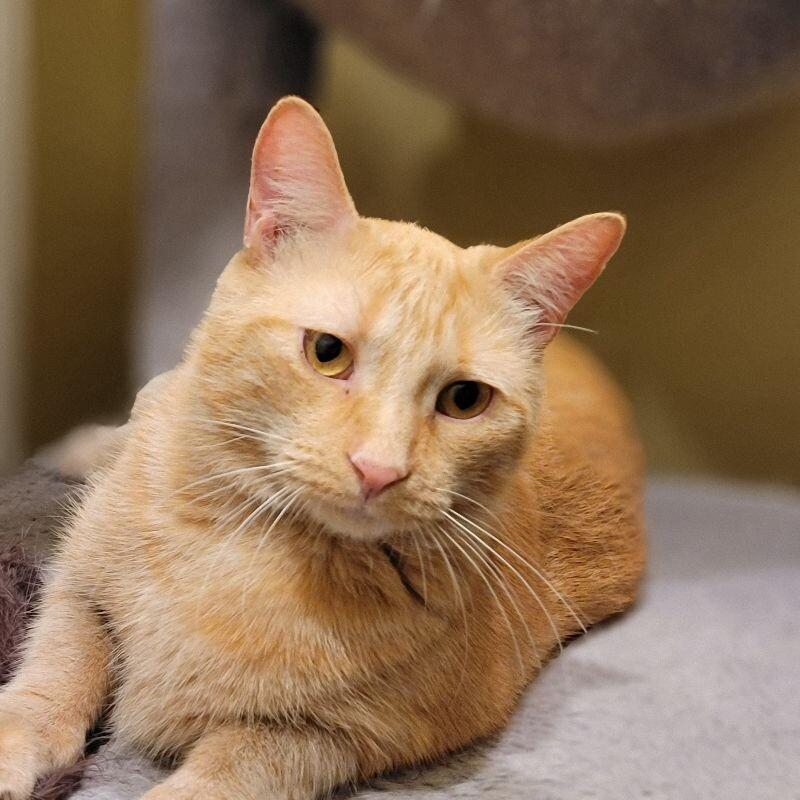 Yankee, Adoptable, Young Male Domestic Short Hair.