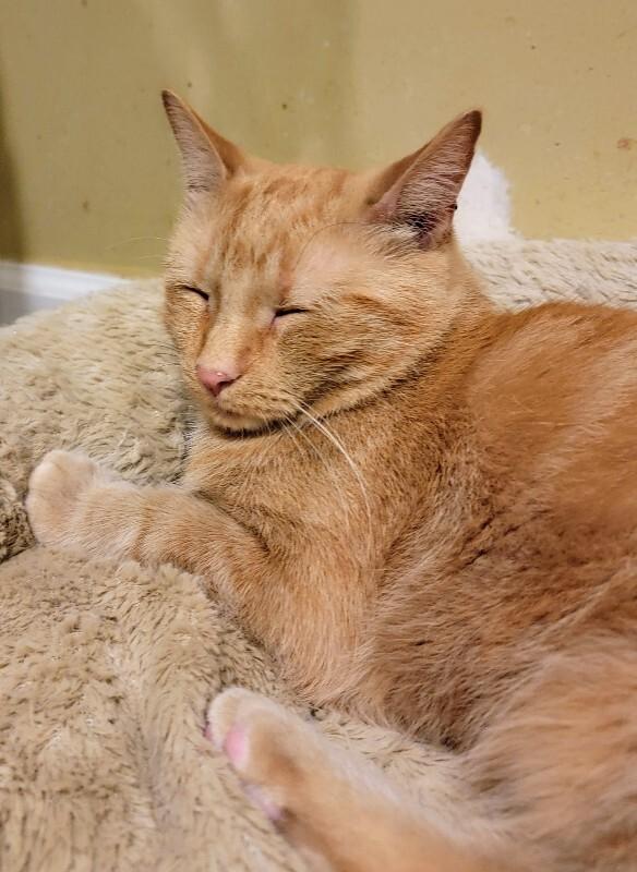 Enlarge Yankee, a Adoptable Domestic Short Hair in Adrian, MI image 2/6