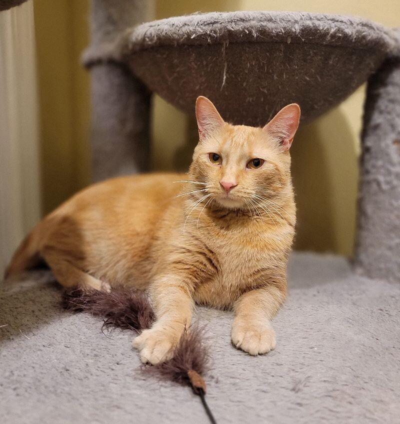 Enlarge Yankee, a Adoptable Domestic Short Hair in Adrian, MI image 3/6