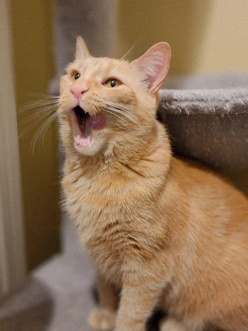 Enlarge Yankee, a Adoptable Domestic Short Hair in Adrian, MI image 5/6