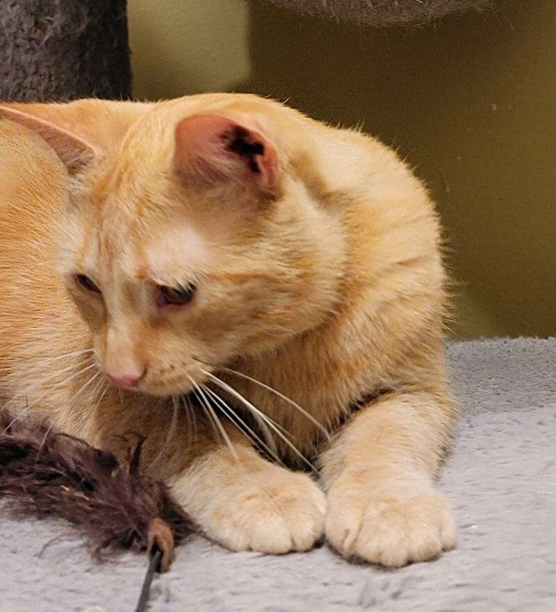 Enlarge Yankee, a Adoptable Domestic Short Hair in Adrian, MI image 6/6